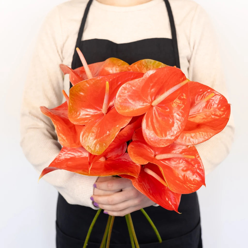 Anthurium Watermelon Obake Tropical Flower - Exotic Live Plant for Home & Office Decor, Gift Idea for Plant Lovers