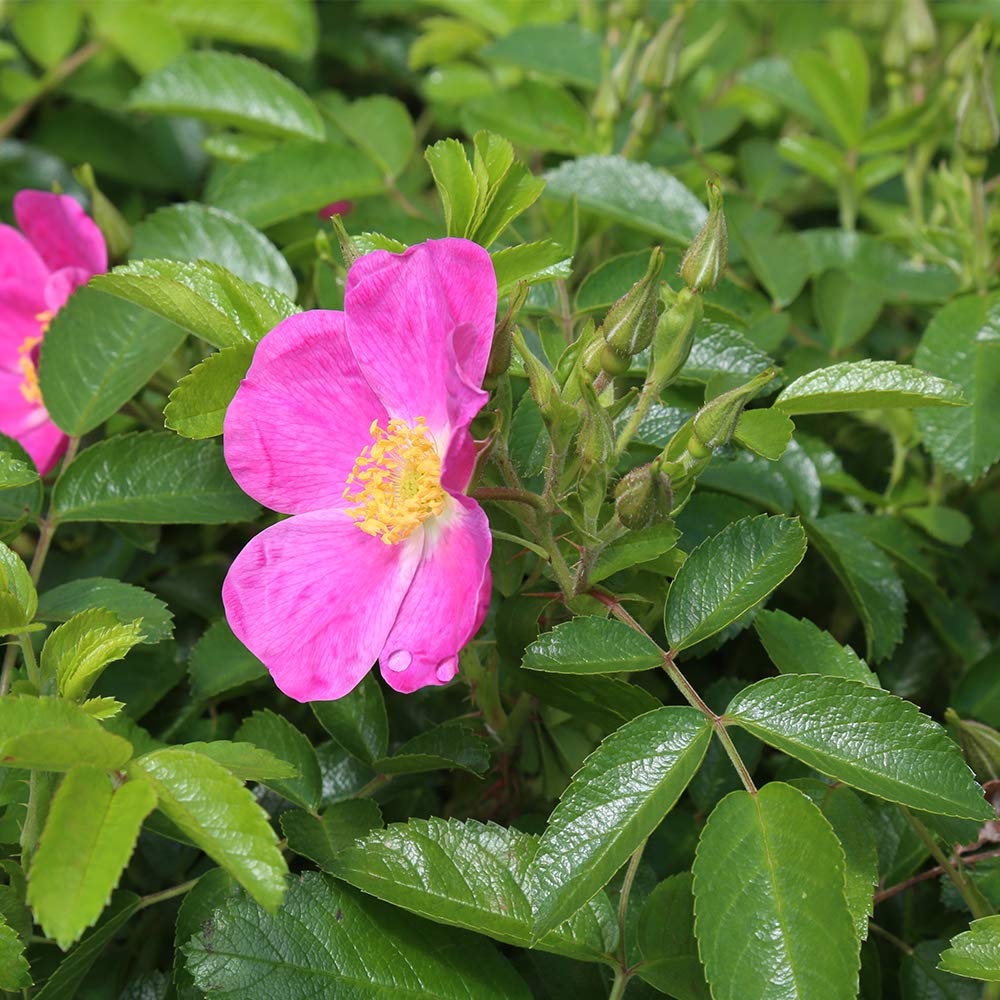 Heirloom Roses Rosalina Pink Rose Bush - Fragrant Rugosa Live Plant for Outdoor Gardens, Landscaping & Flower Beds
