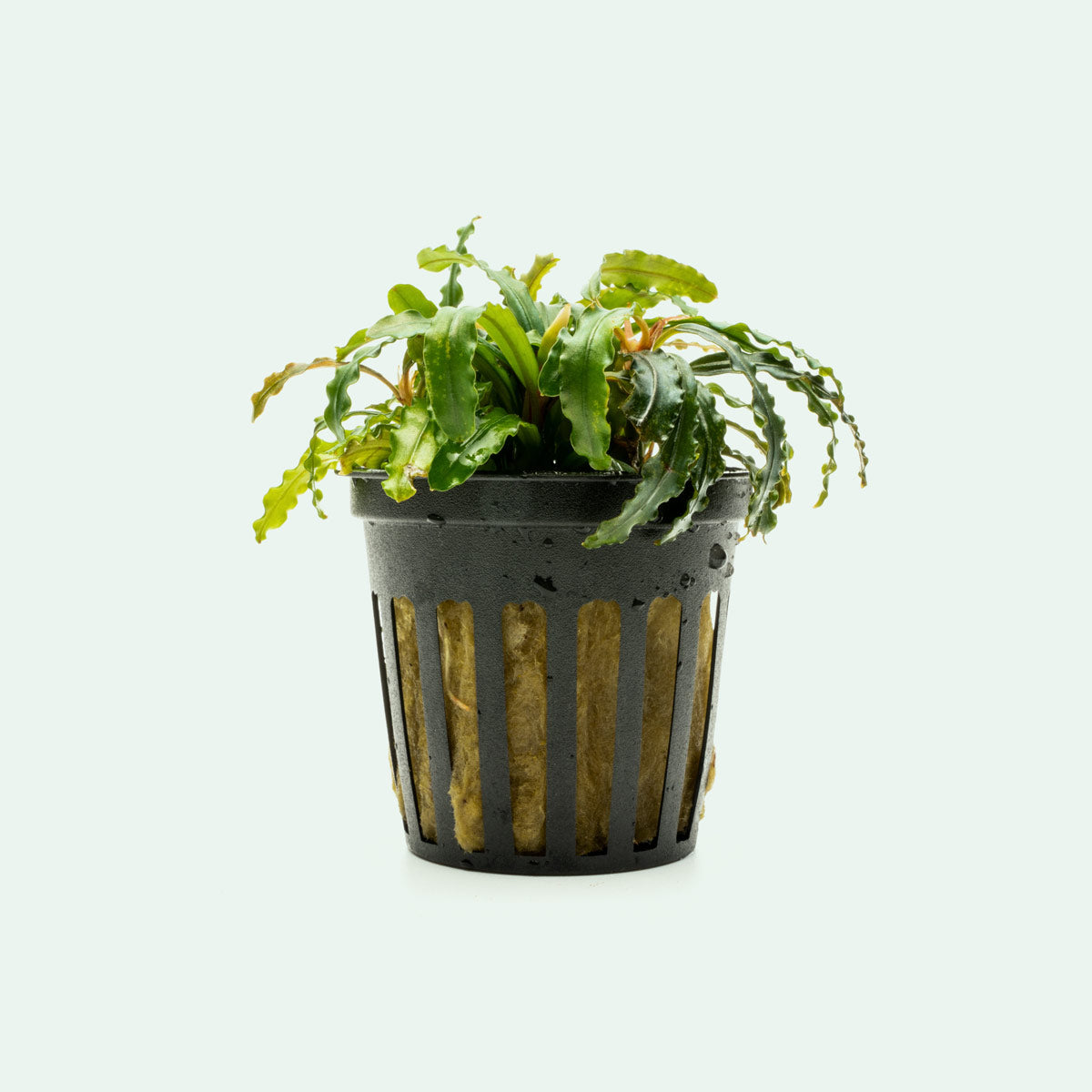 Bucephalandra Velvet 3 Color Aquatic Plant - Rare Live Aquarium Plants for Fish Tank Decoration | Perfect for Freshwater Aquascaping, Shrimp Tanks & Aquatic Gardens