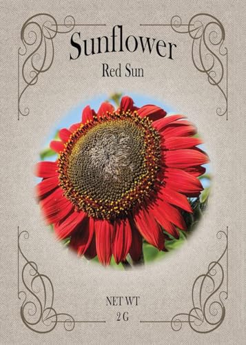 Red Sun Sunflower