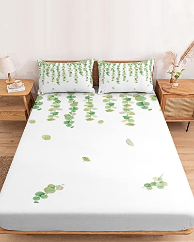 Eucalyptuszlh7390