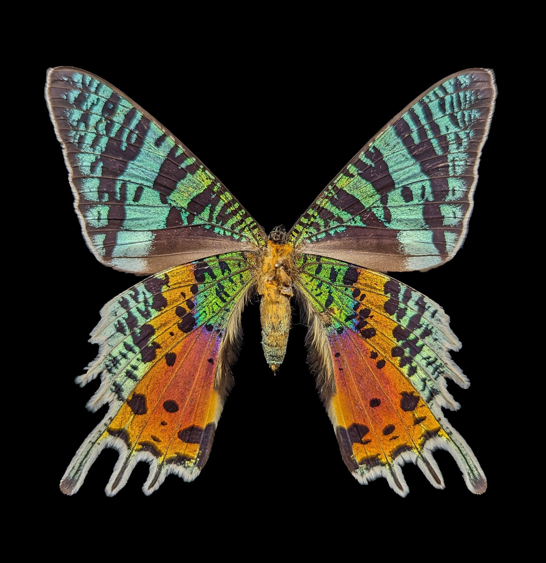 Loose Spread Urania Ripheus Sunset Moth Specimen - Rare Butterfly Collection for Home Decor, Shadow Box Display & Entomology Study