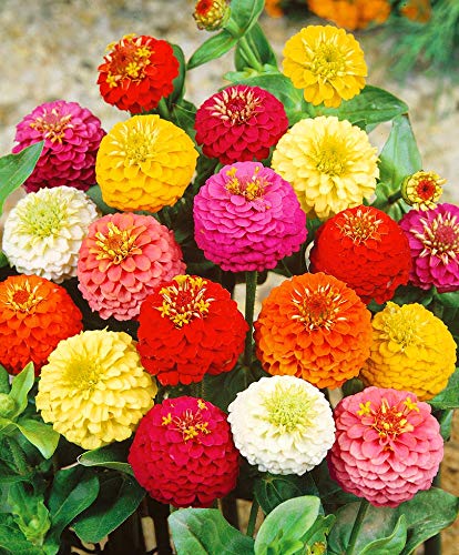California Giant Zinnia Seeds Mix - Zinnia elegans Pompon Annual Flower Seeds for Outdoor Garden Planting - Perfect for Borders, Beds & Cut Flower Arrangements