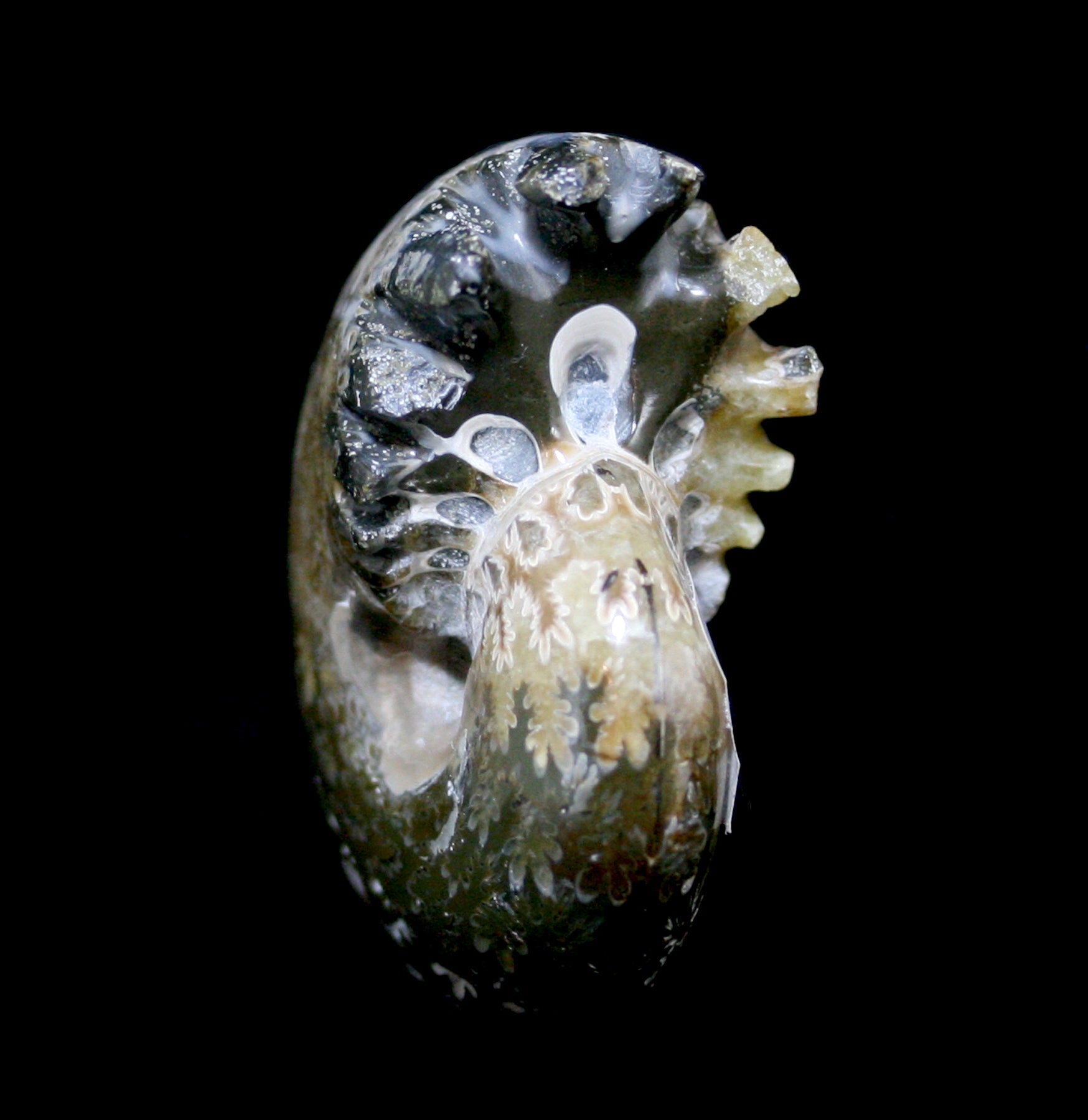 Natural Whole Ammonite Fossil with Intact Sutures & End Chambers - Perfect for Home Decor, Geology Collections & Gift Giving