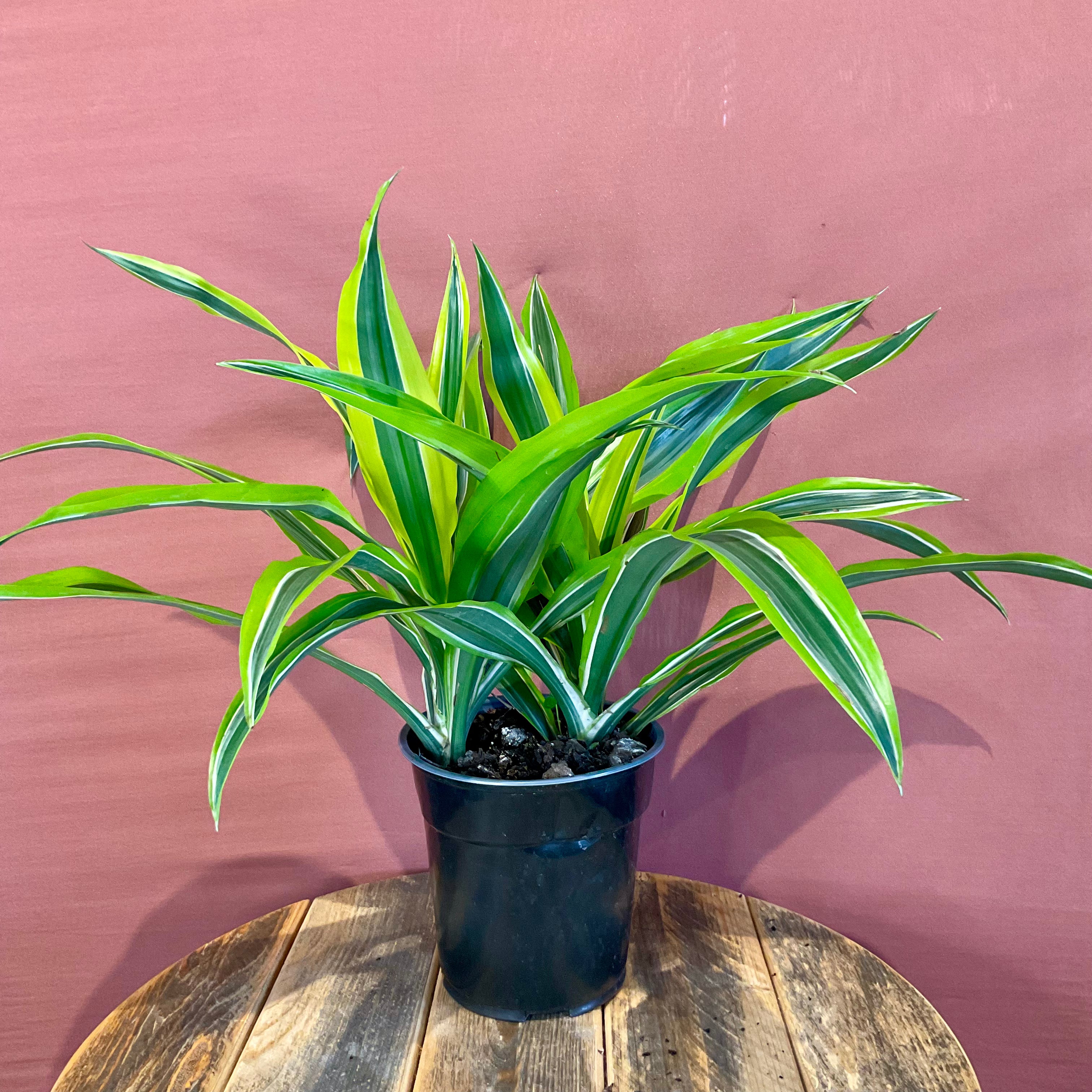 Dracaena Plant - Medium Size - Perfect for Home & Office Decor - Air Purifying Indoor Plant for Living Room, Bedroom, or Workspace