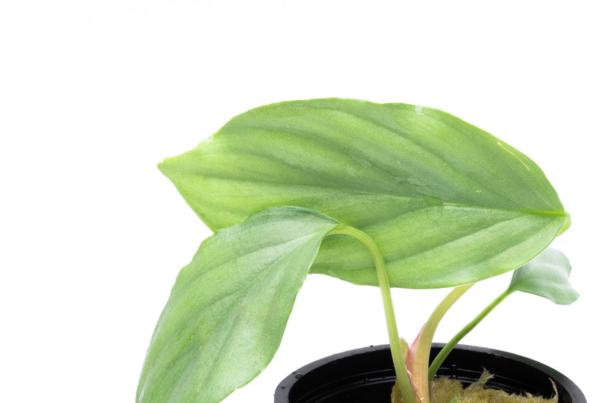 Homalomena Silver Plant - Tropical Indoor Houseplant for Home & Office Decor - Perfect for Living Room, Bedroom, and Workspace Greenery
