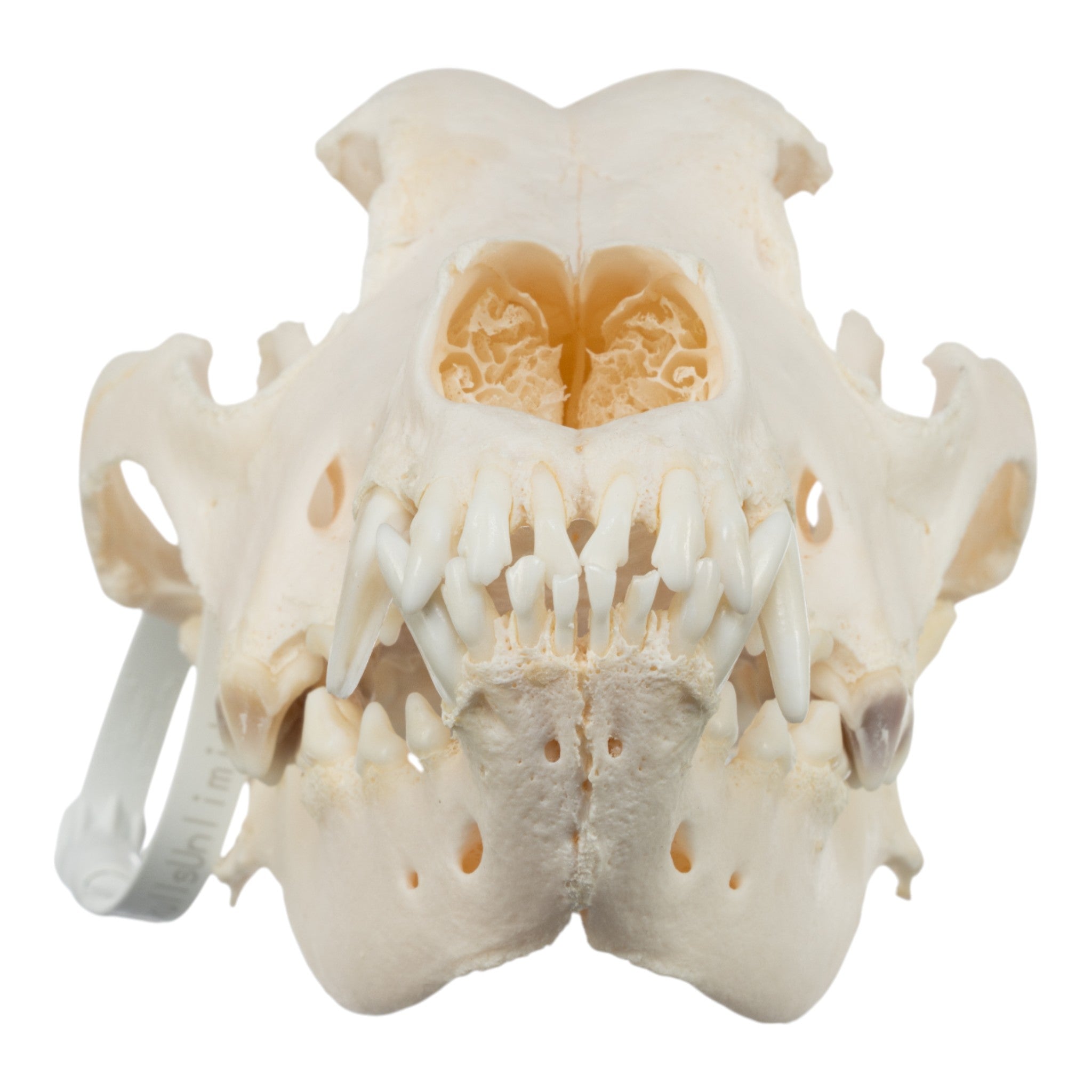 Authentic Domestic Dog Skull - Great Dane Canine Specimen for Veterinary Study, Taxidermy & Educational Use | Perfect for Science Classrooms, Oddity Collectors & Halloween Decor
