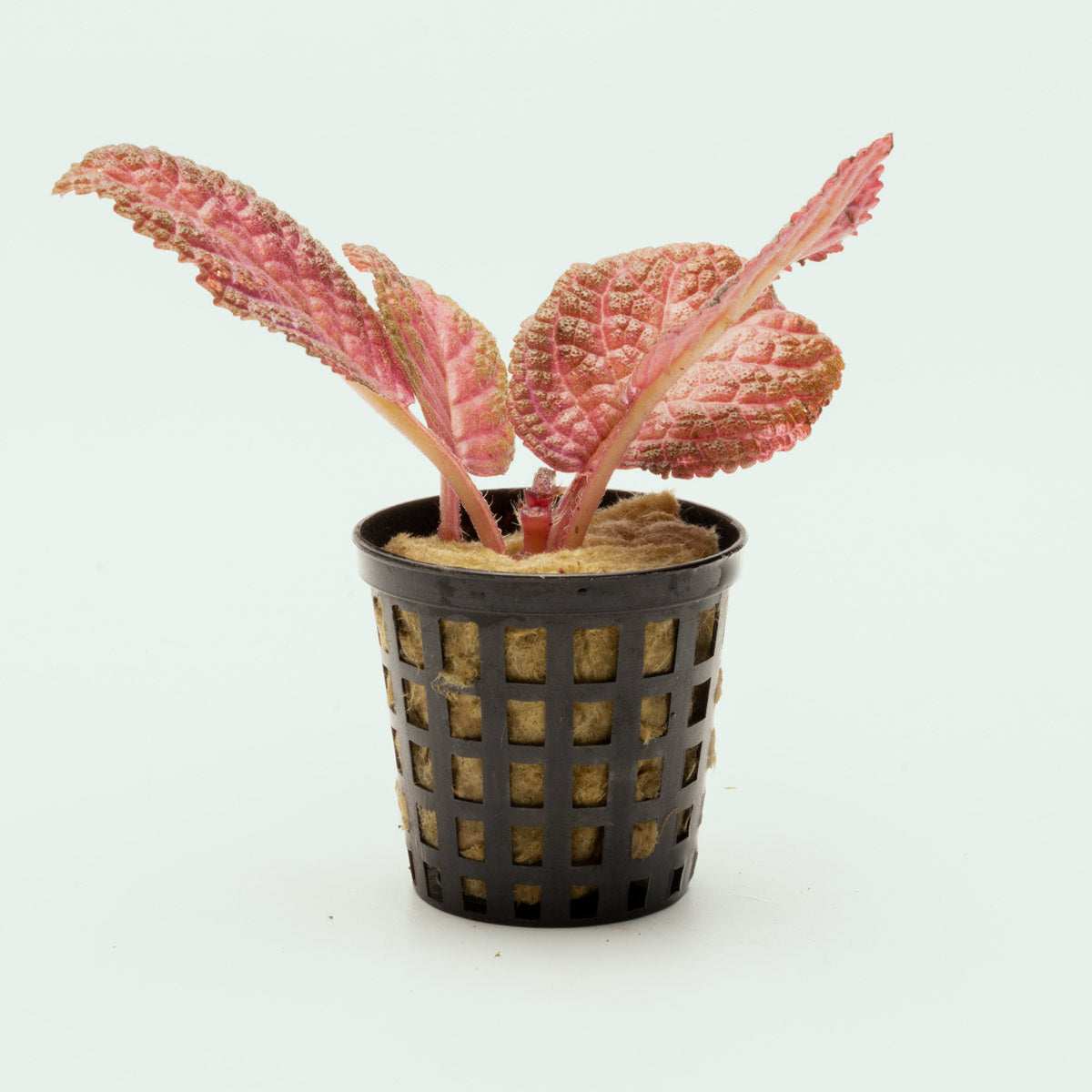 Episcia Ruby Red - Live House Plant with Vibrant Red Leaves - Perfect for Indoor Gardens, Home Decor, and Office Spaces