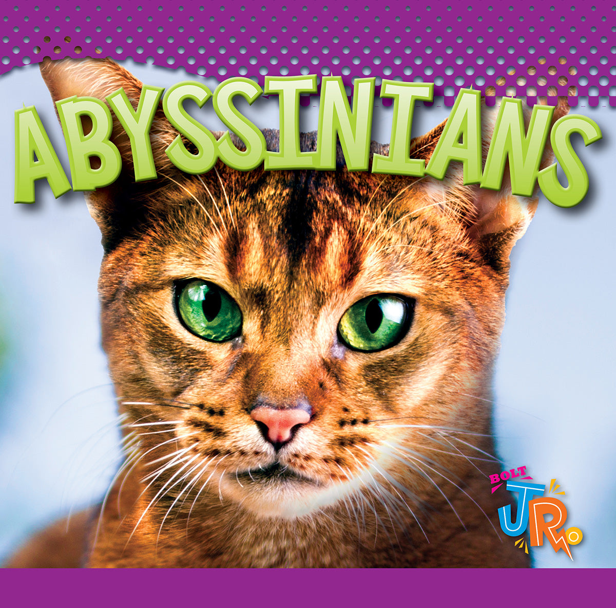 Abyssinian Cats - Our Favorite Feline Companions for Loving Homes | Perfect for Family Pets, Apartment Living & Cat Enthusiasts