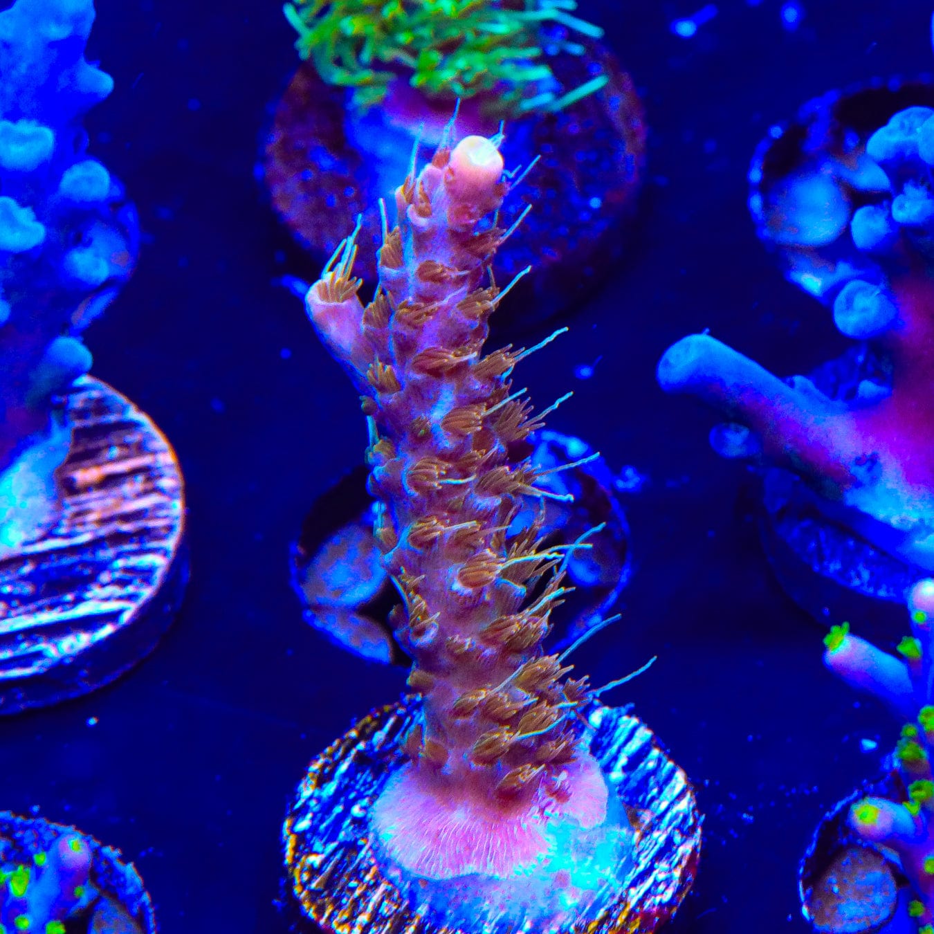 Premium CC Voodoo Majick Acropora Coral - Vibrant Saltwater Aquarium Coral for Reef Tanks | Perfect for Coral Propagation & Marine Aquascaping