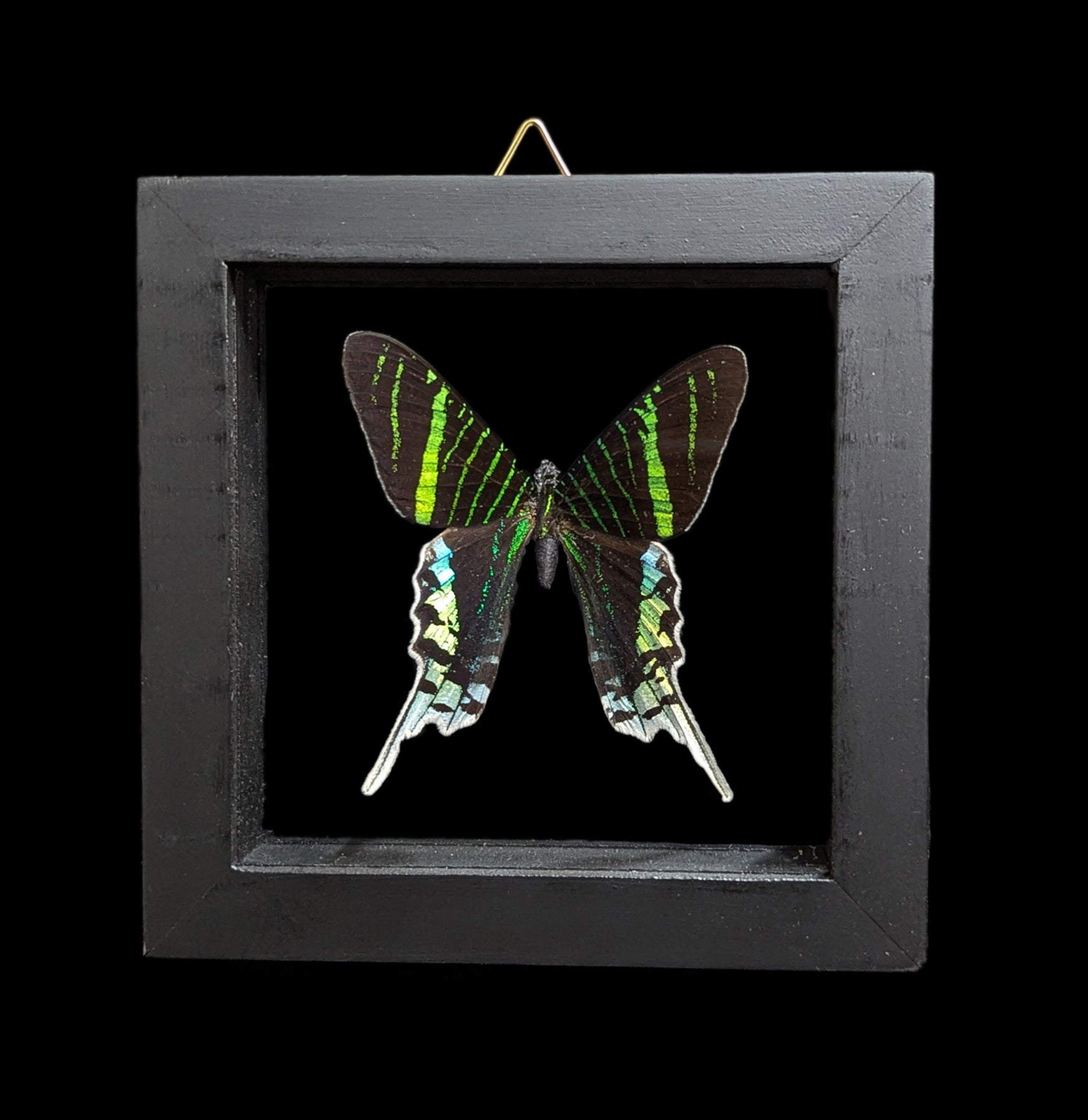 Double Glass Framed Butterfly Collection - Real Butterfly Specimens for Home Decor, Wall Art & Nature Lovers