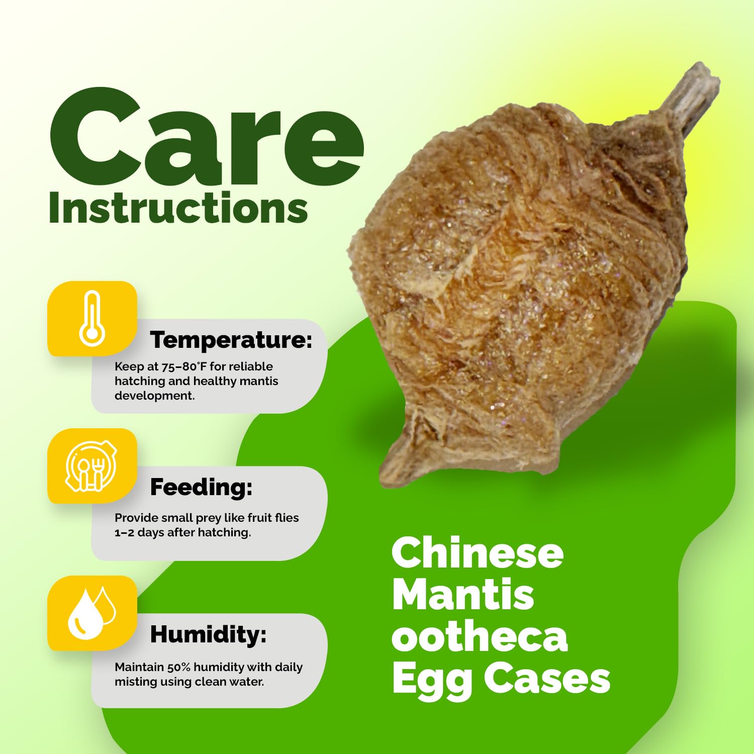 Chinese Praying Mantis Ootheca Egg Case - 5 Pack with Transparent Hatching Habitat Cup | STEM Education & Gardening | Up to 400 Baby Nymphs per Egg | Perfect for Classroom Projects & Organic Pest Control