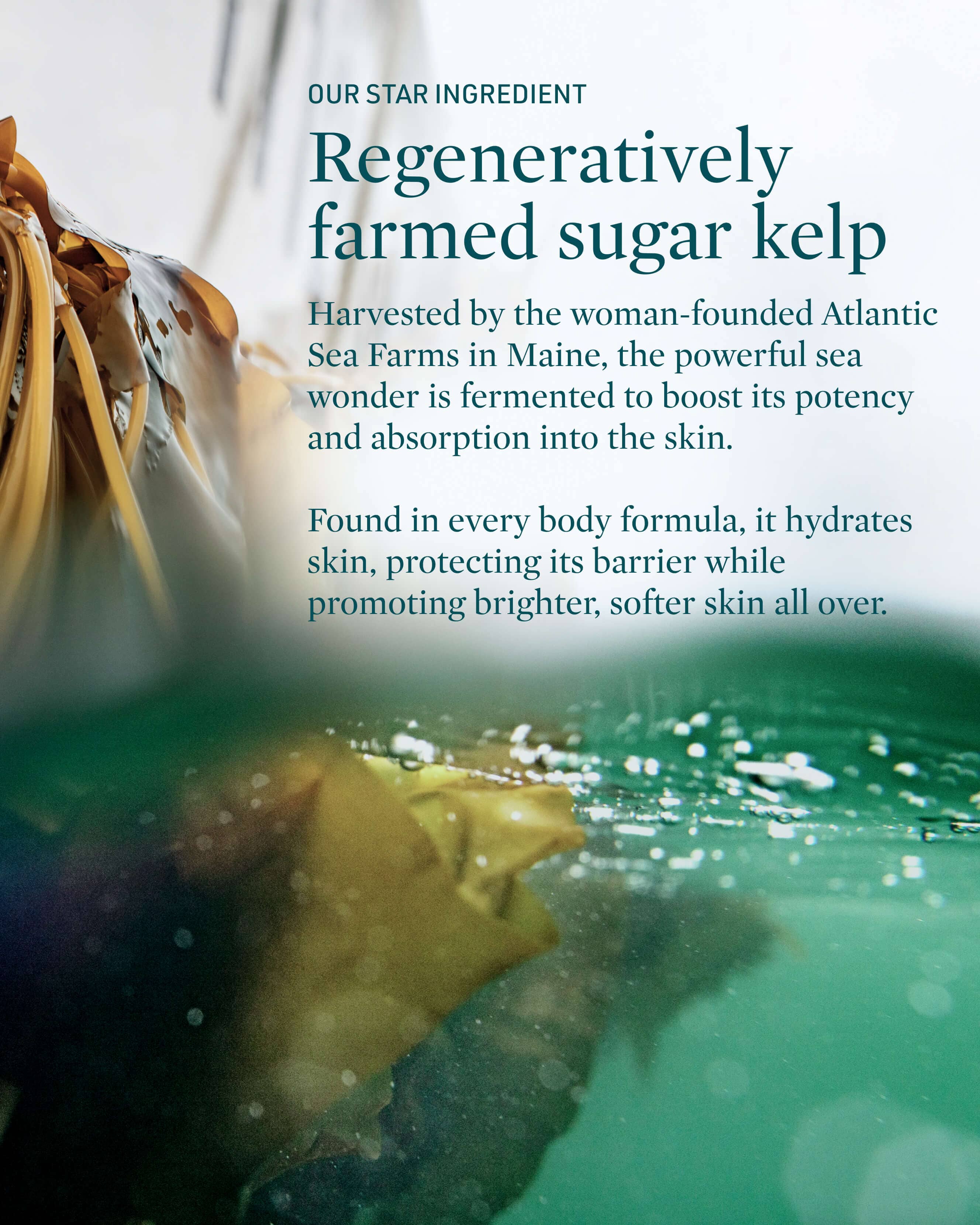 Submerge Green Algae Body Cream - Hydrating & Nourishing Moisturizer for Dry Skin | Anti-Aging & Skin Repair | Perfect for Daily Use & Spa Treatments