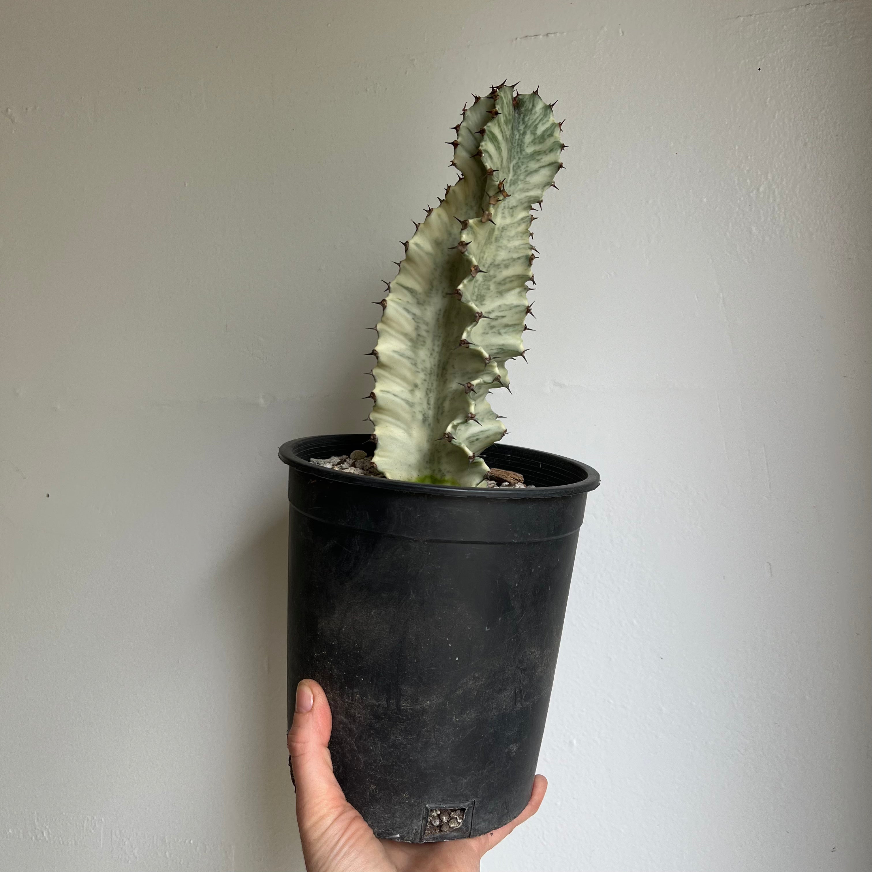 Buy Ammak Euphorbia Cactus Online | Live Succulent Plant for Home & Office Decor | Perfect for Indoor Gardens, Desert Landscaping, and Gift Giving
