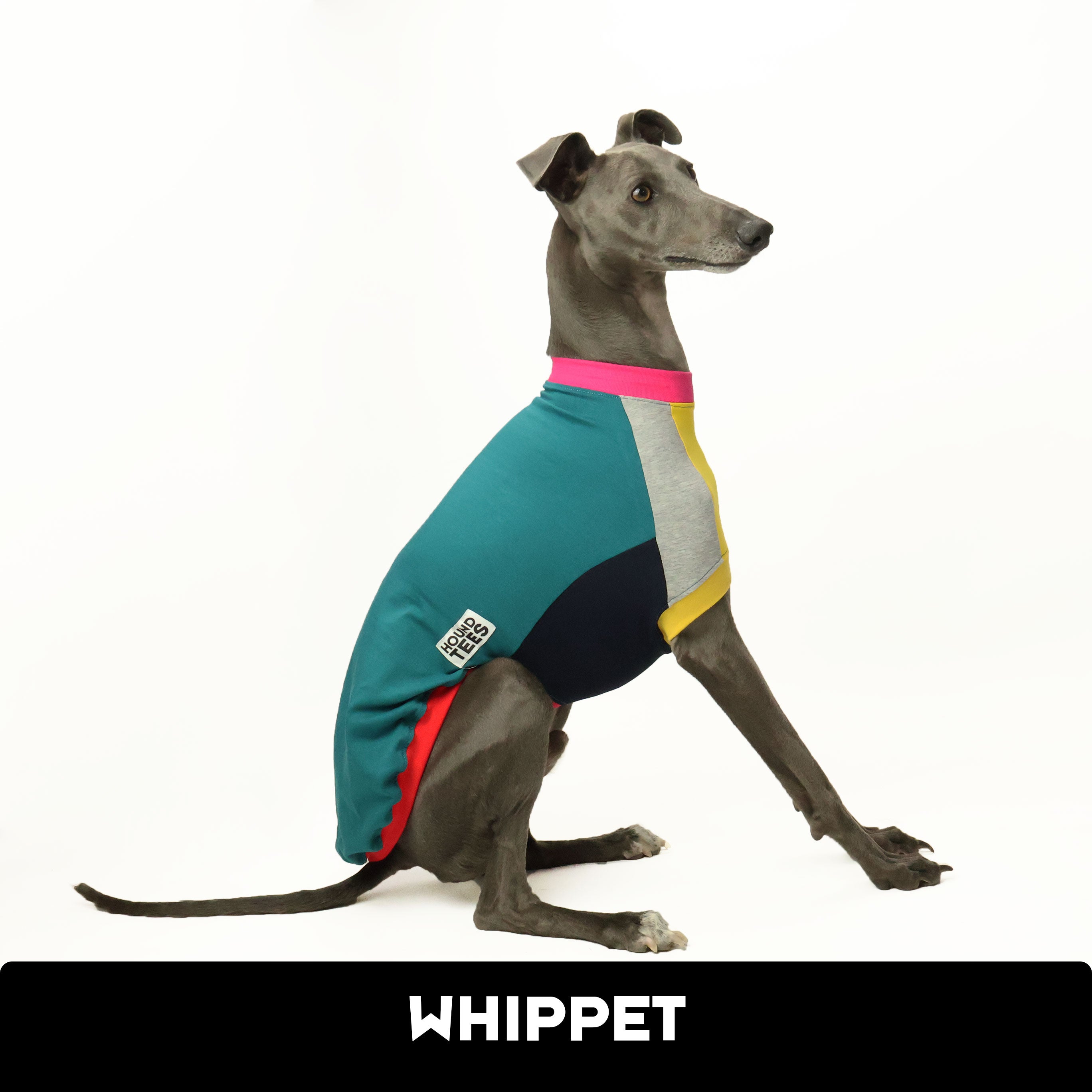 Frankie Jester Whippet Sleeveless Hound Graphic T-Shirt for Dog Lovers - Perfect for Casual Wear, Dog Park Outings & Pet-Themed Parties