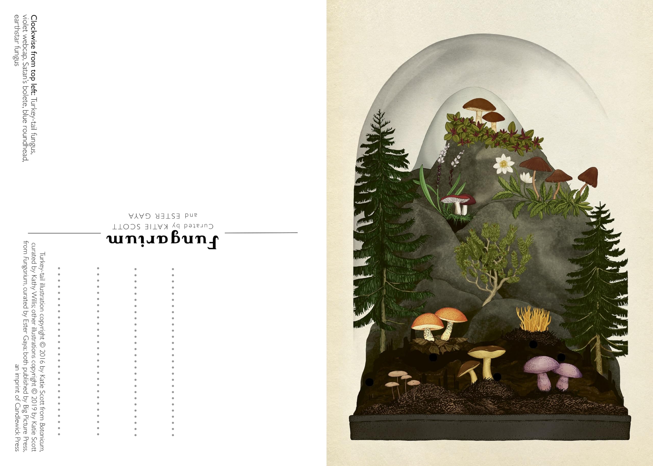 Fungarium Postcard Box Set - Welcome to the Museum | Botanical Fungi Art Collection | Perfect for Home Decor, Gifts & Stationery Lovers