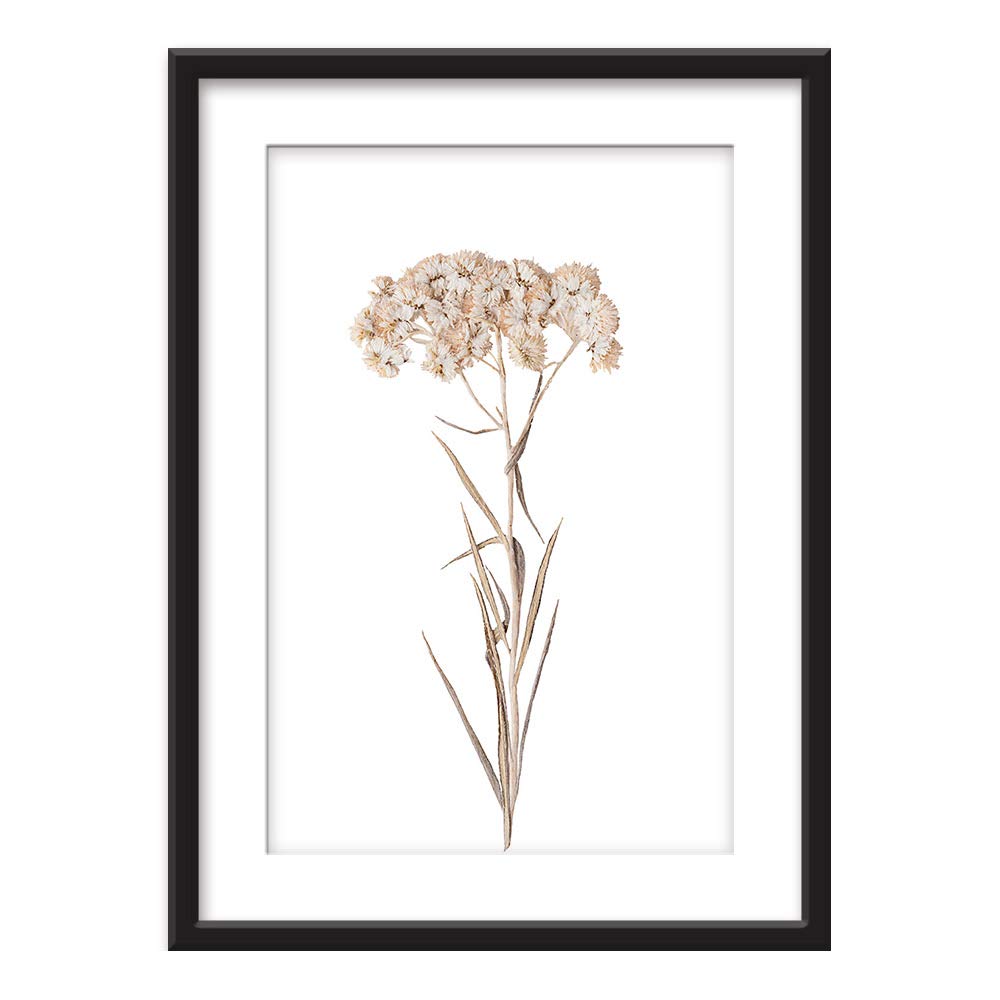 Wall26 - Framed Botanical Wall Art - White Dried Flower Specimen Giclee Print in Black Picture Frame with White Mat - 23x31 Inches - Perfect for Living Room, Bedroom & Office Decor