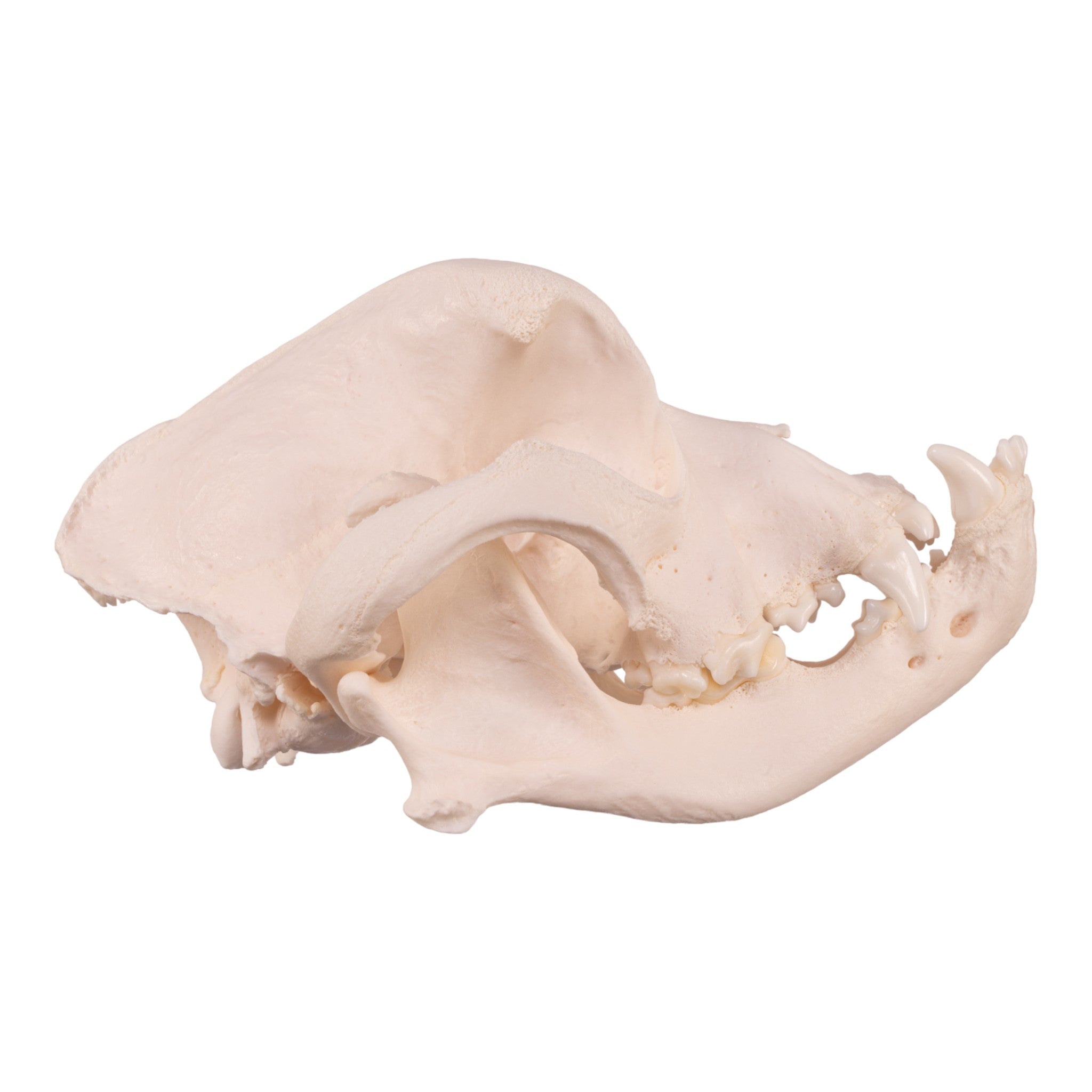 Authentic Boxer Dog Skull - Real Domestic Canine Specimen for Veterinary Study, Taxidermy & Educational Display | Perfect for Halloween Decor, Oddity Collections & Science Classrooms