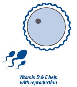 Hari Prime Vitamin Mineral Amino Acid Supplement for Birds - Essential Avian Nutrition for Health & Feather Growth - Perfect for Parrots, Canaries & Finches at Home or Aviary