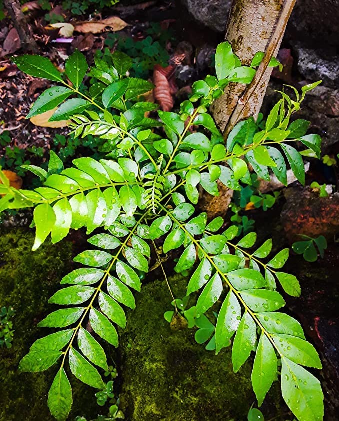 Fresh Live Curry Leaf Plant (Murraya Koenigii) - Organic Herb for Cooking, Ayurvedic Remedies & Home Gardening - Perfect for Indian Cuisine, Tea & Natural Healing