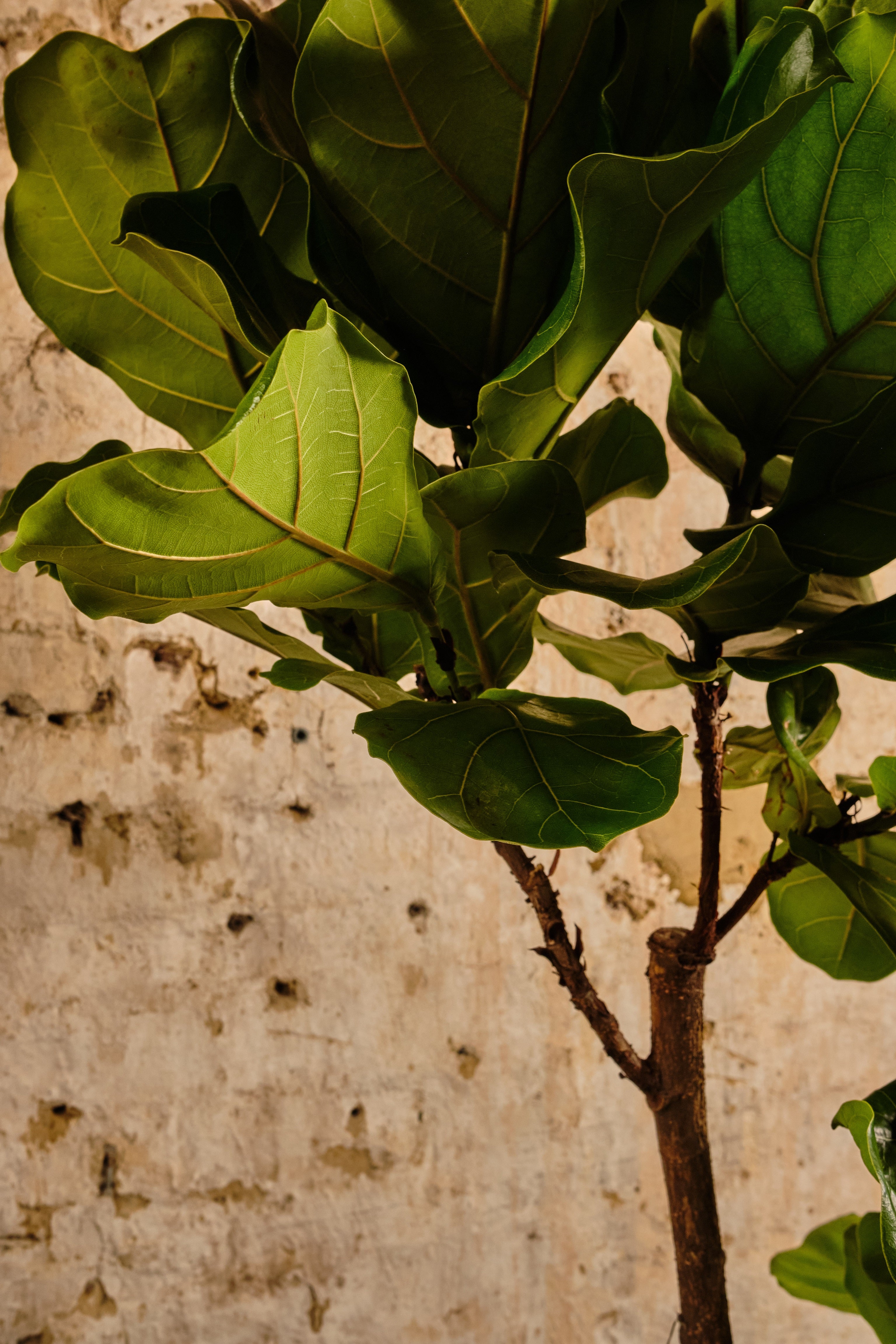 Fiddle Leaf Fig Tree - Ficus Lyrata Indoor Plant for Home & Office Decor | Perfect for Living Room, Bedroom, or Workspace | Local Delivery & Click & Collect Available