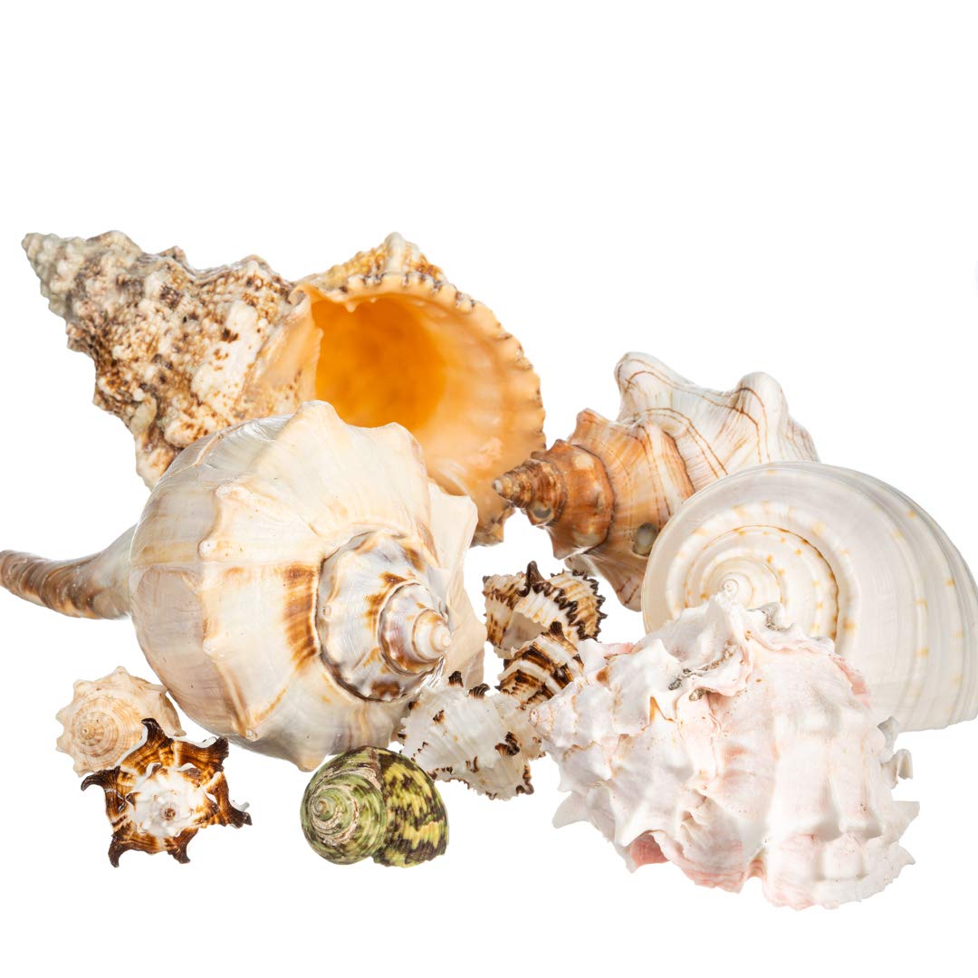 Natural Conch Shell Decor for Home & Crafts - Small 2-4