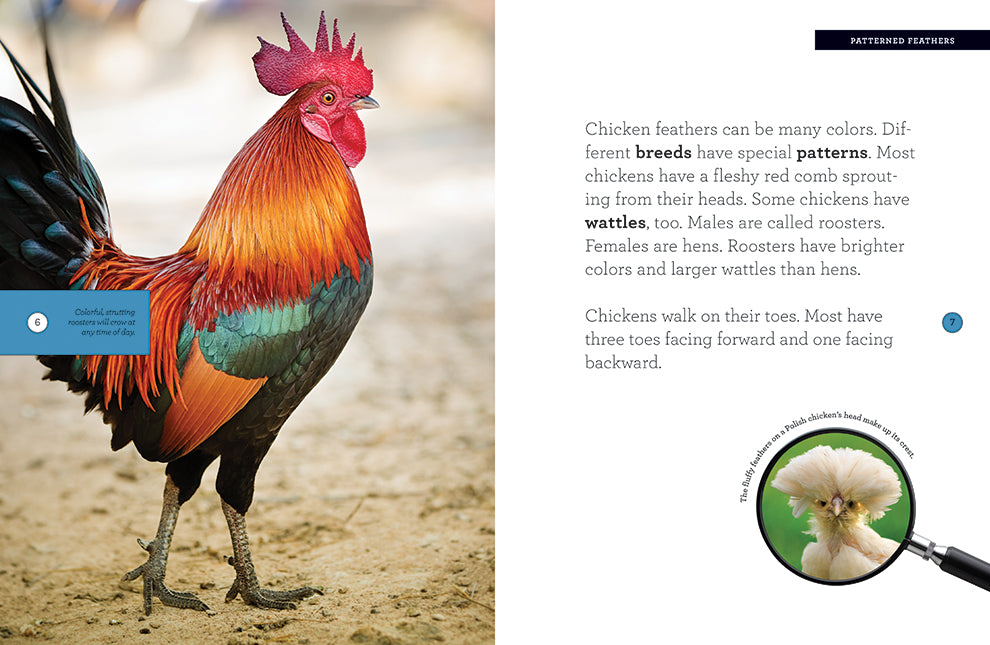 9781640262294 Chicken Raising Guide Book - Best Poultry Farming Tips for Beginners | Perfect for Backyard Coops & Homesteading