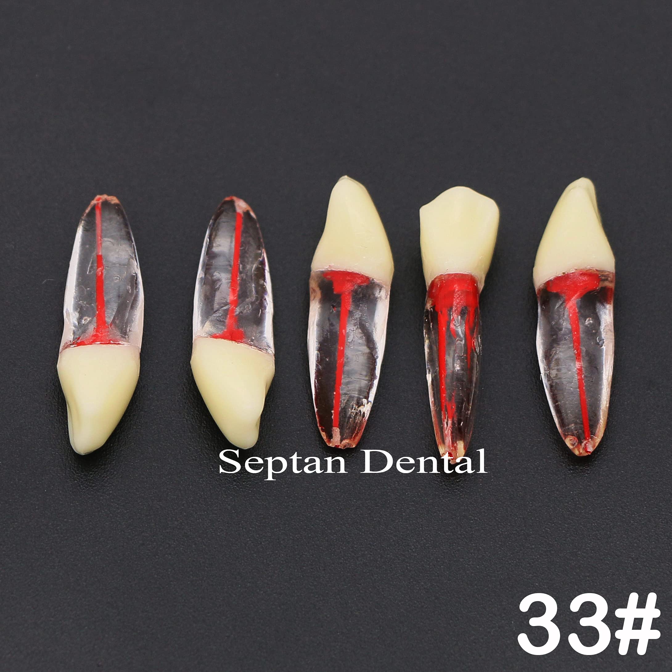 10Pcs Dental Root Canal Model Endodontic File Set for RCT Practice, Teaching & Study - M807 33# - Perfect for Dental Students, Professionals & Training Courses