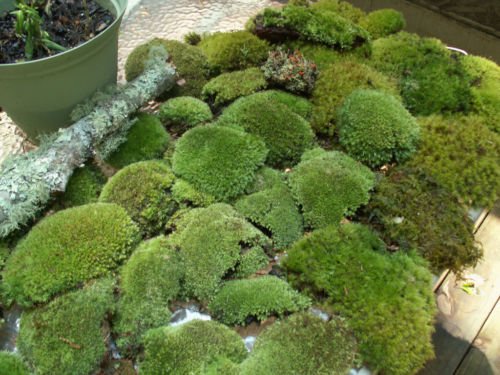 Premium Super Mix Fresh Live Moss for Terrariums & Vivariums - Natural Bath Mat - Appalachian Emporium | Perfect for Reptile Habitats, Fairy Gardens & Spa Decor