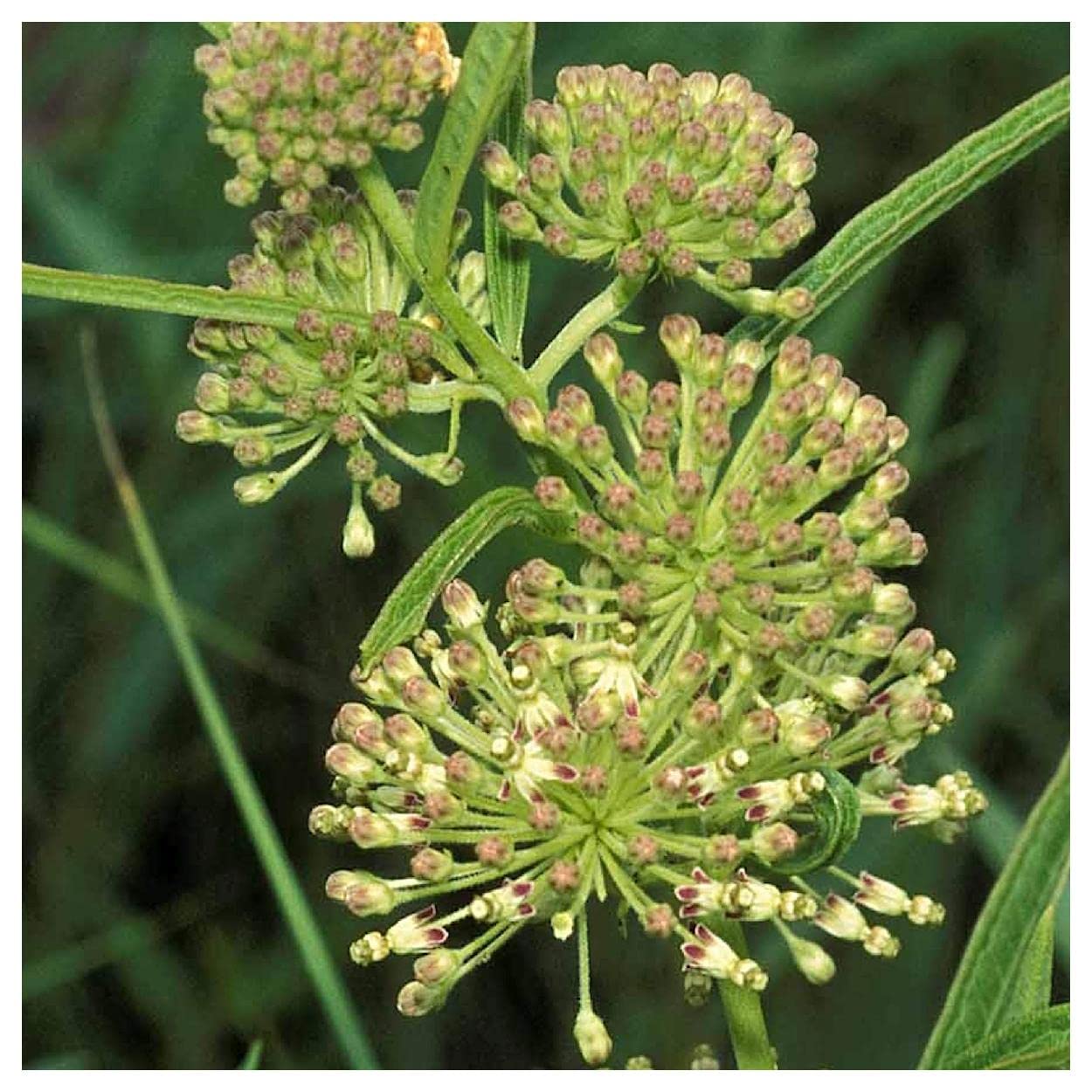 Everwilde Farms - 20 Tall Green Milkweed Native Wildflower Seeds for Monarch Butterflies - Gold Vault Seed Packet - Perfect for Pollinator Gardens & Wildlife Habitats