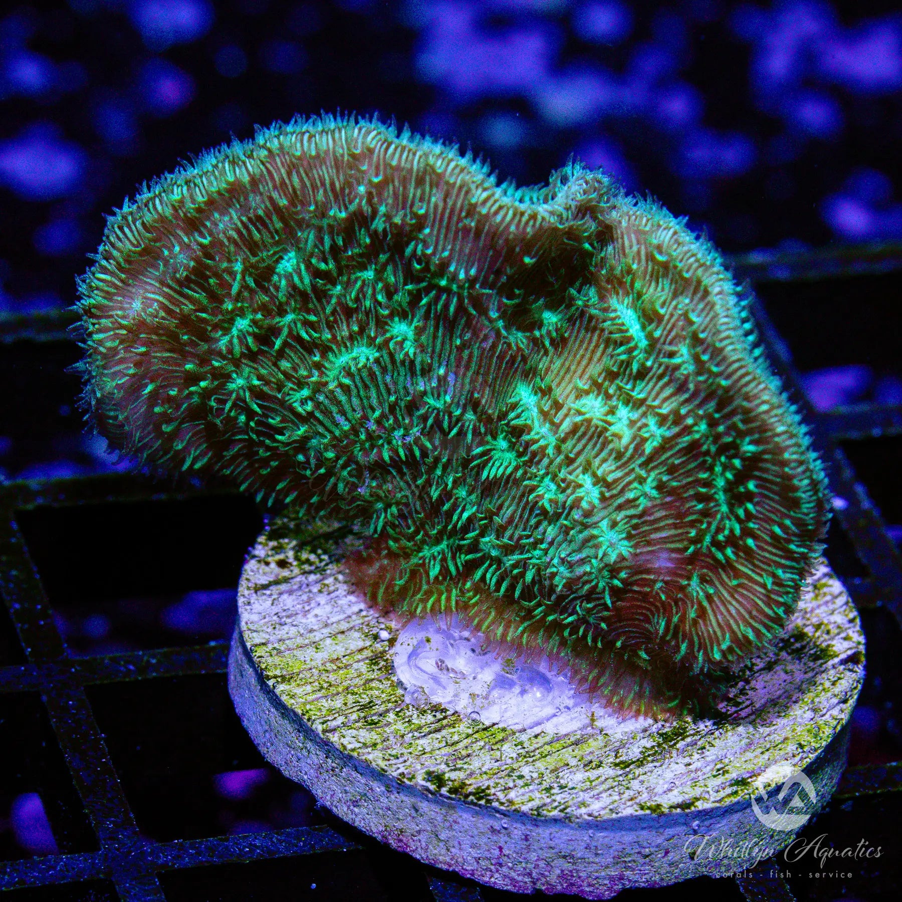 B22 Potato Chip Pavona Coral - Premium WYSIWYG Live Coral for Saltwater Aquariums | Perfect for Reef Tanks & Coral Propagation