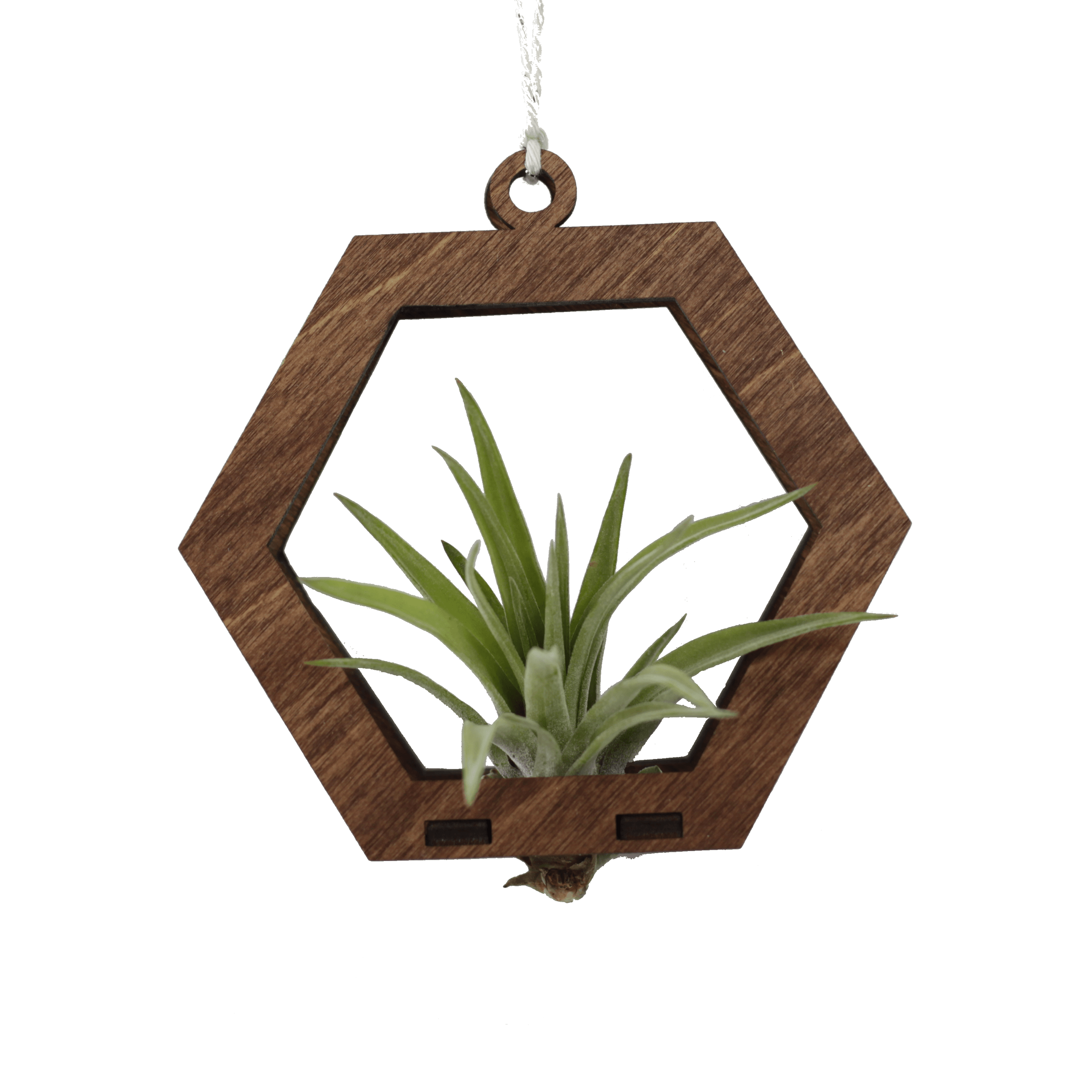 Mini Hexagon Walnut Air Plant Hanger - Handmade Home Decor for Living Room, Office & Bathroom
