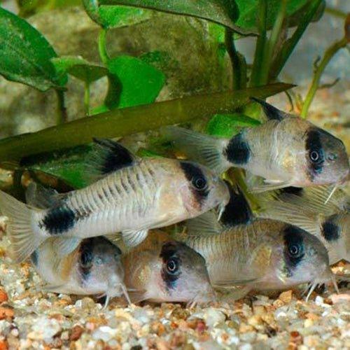 Panda Corydoras Fish - Live Freshwater Aquarium Fish for Tropical Tanks | Perfect for Community Aquariums & Planted Tanks