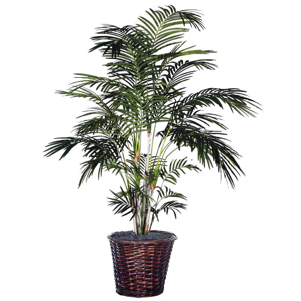 Vickerman 6ft Artificial Tropical Palm Tree - Extra Full Faux Plant in Natural Rattan Basket - Perfect for Home Decor, Office, Patio & Indoor Greenery