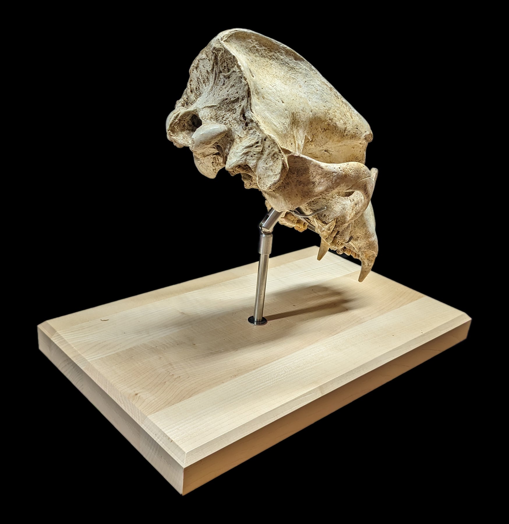 Authentic Cave Bear Skull Replica with Display Stand - Perfect for Home Decor, Educational Display, and Paleontology Enthusiasts