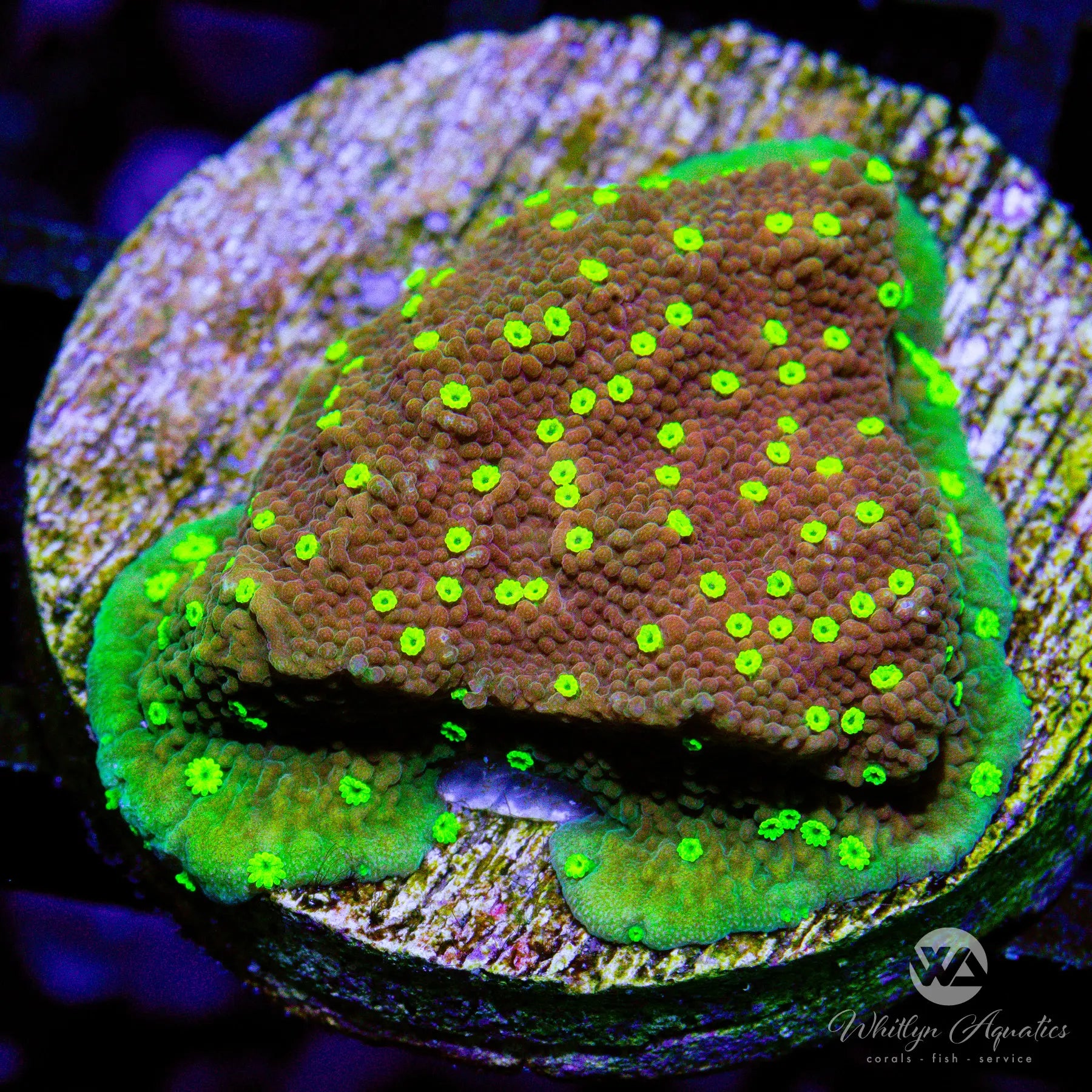 C17 WA Burnt Banana Monti Coral - WYSIWYG Live Coral for Saltwater Aquariums | Perfect for Reef Tanks & Coral Frag Racks
