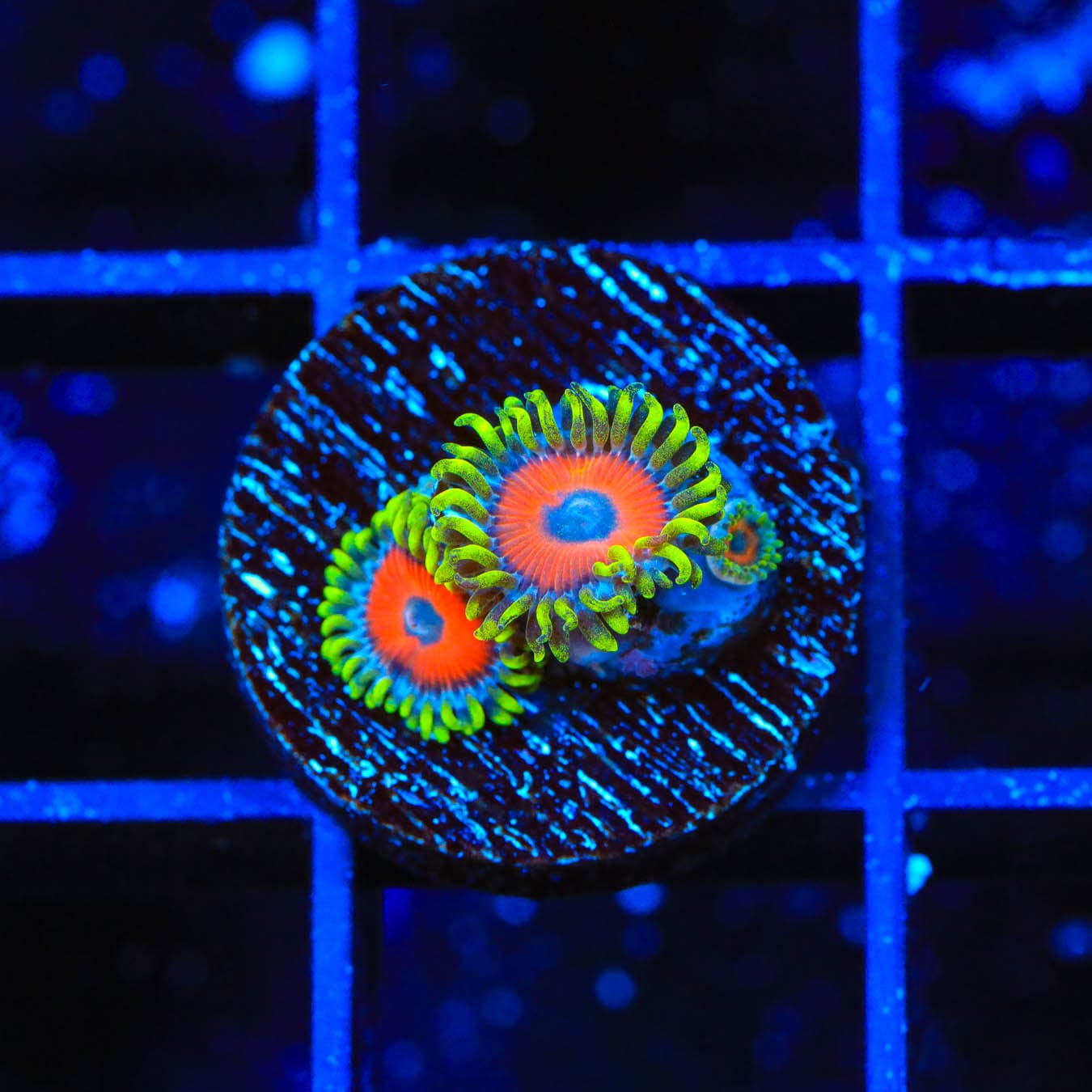 Premium ECC Eagle Eye Zoanthids Coral for Saltwater Aquariums - Vibrant Color & Fast Growth - Perfect for Reef Tanks & Nano Aquascaping