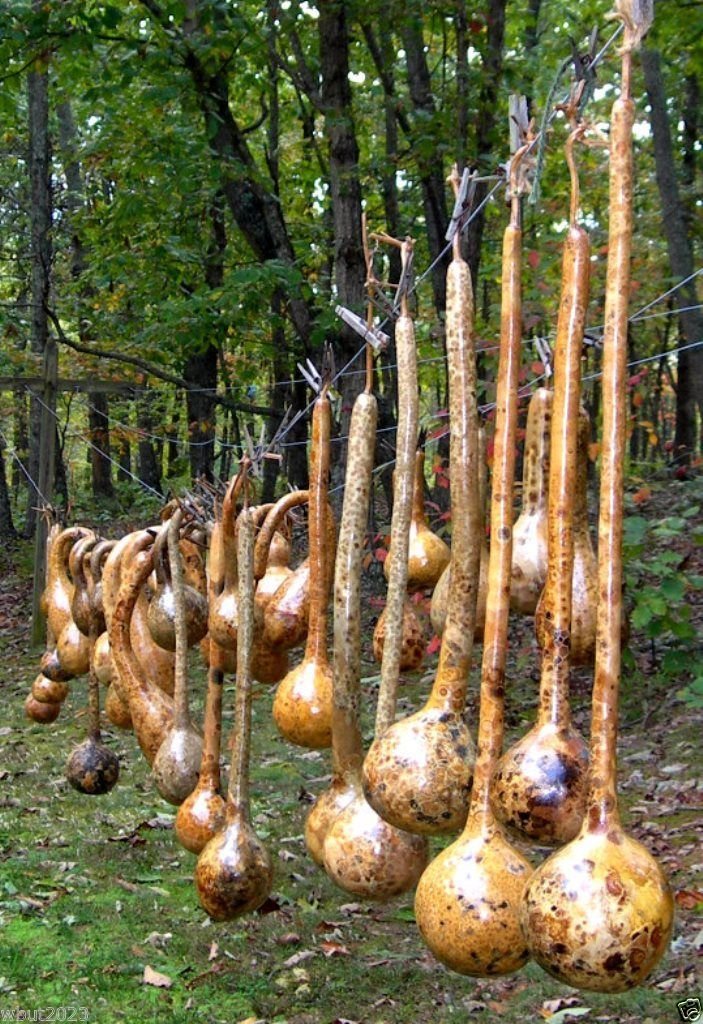 Dipper Gourd Seeds - 10 Pack - Grow 12