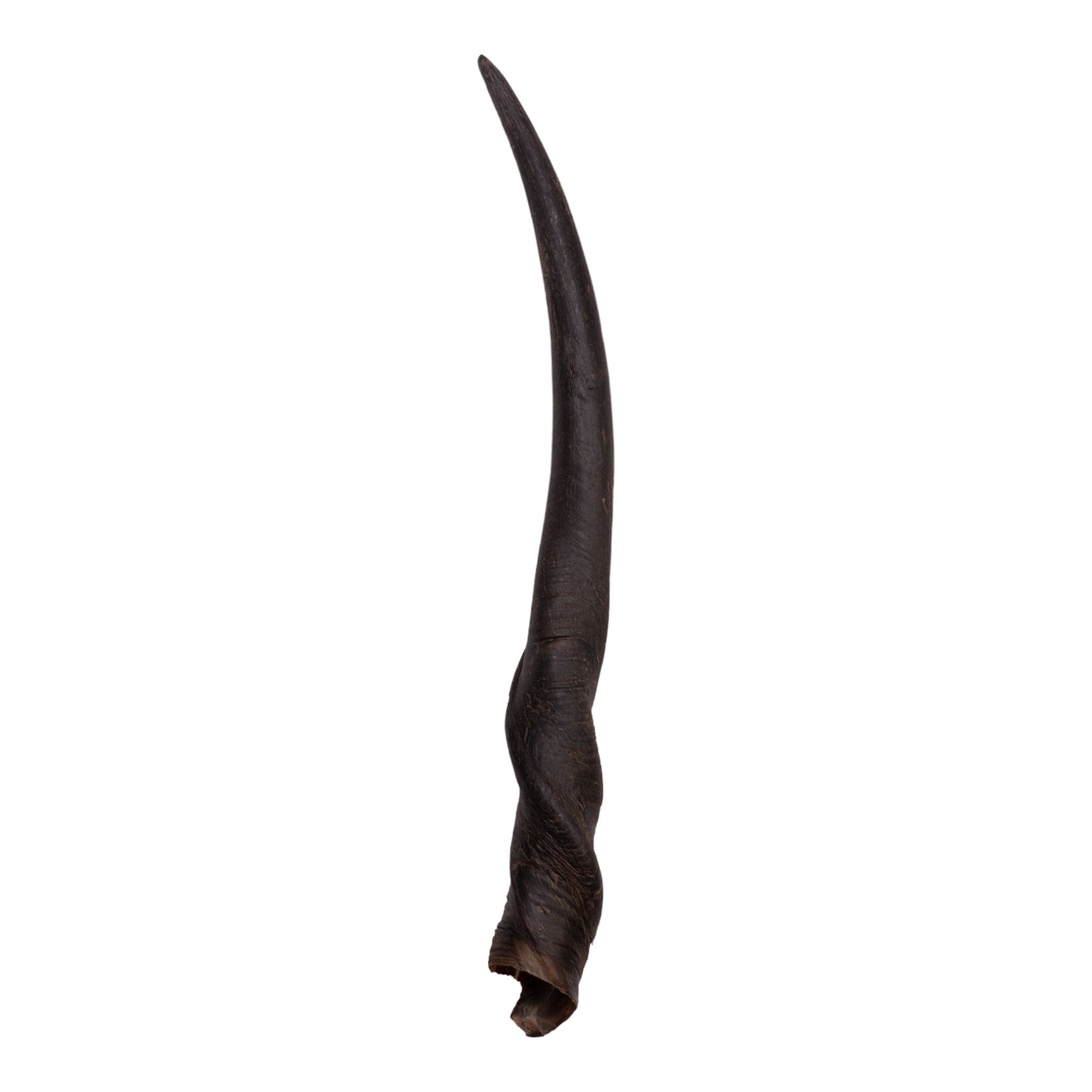 Authentic Eland Horn for Women - Handcrafted Jewelry & Home Decor, Perfect for Boho Chic Style, Spiritual Healing, and Unique Gifts