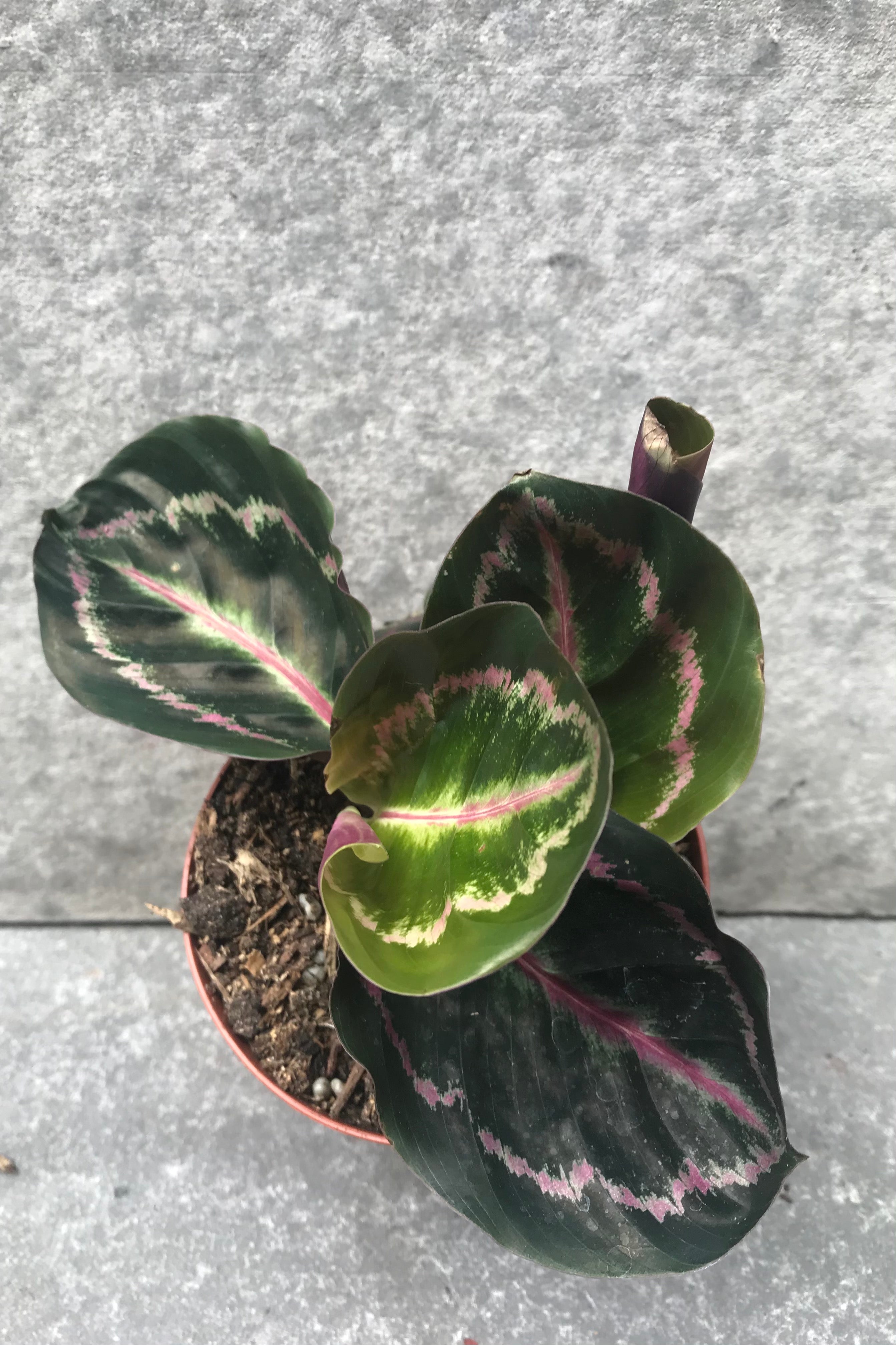 Calathea Roseopicta Live Plant - 4 Inch Pot | Prayer Plant for Home & Office Decor | Perfect for Indoor Gardening, Housewarming Gifts, and Plant Lovers