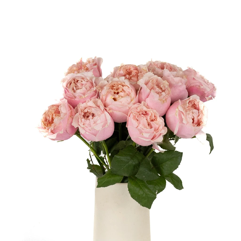 Blush Pink Prince Jardiniere Garden Rose - Elegant Floral Planter for Home Decor, Wedding Centerpieces & Outdoor Garden