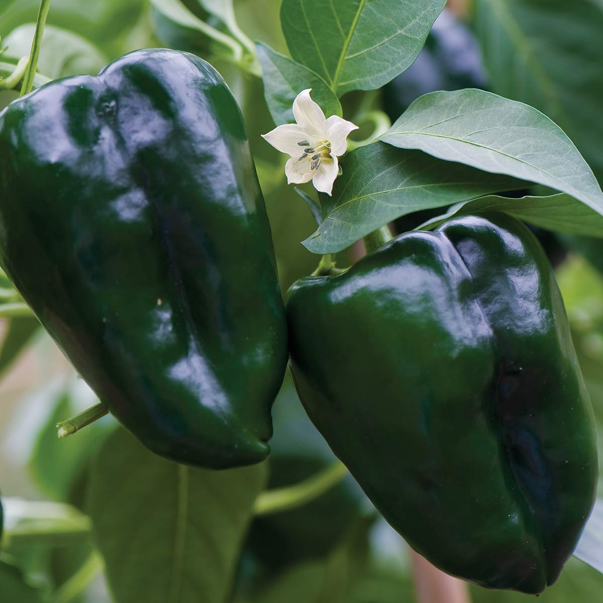 Burpee Poblano (Ancho) Pepper Seeds - 100 Count, Heart-Shaped Dark Green to Red Peppers for Home Gardening, Mexican Cuisine & Salsa Making