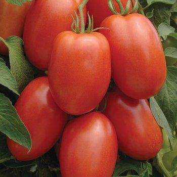 Organic Roma Tomato Heirloom Seeds for Planting - Non-GMO, High Yield Garden Vegetable Seeds by Seed Kingdom (5 Lb Bulk Pack) - Perfect for Home Gardening, Canning & Fresh Salads