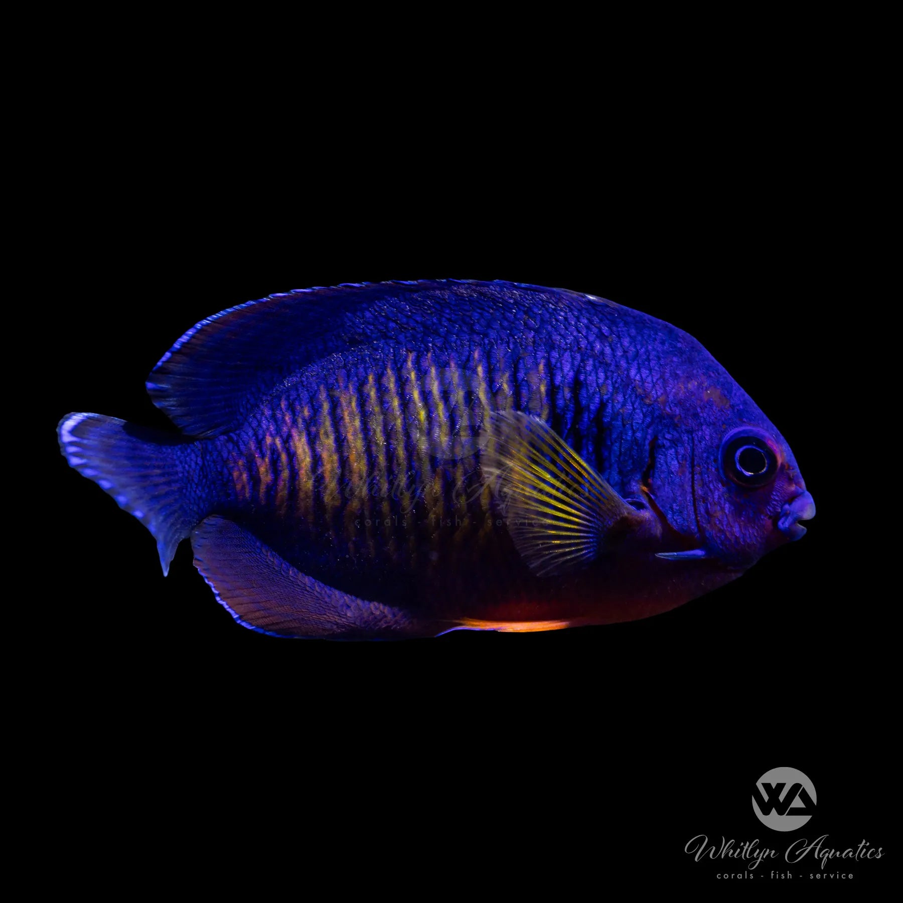 Coral Beauty Angelfish (Centropyge bispinosa) - Saltwater Aquarium Fish for Reef Tanks & Marine Aquariums