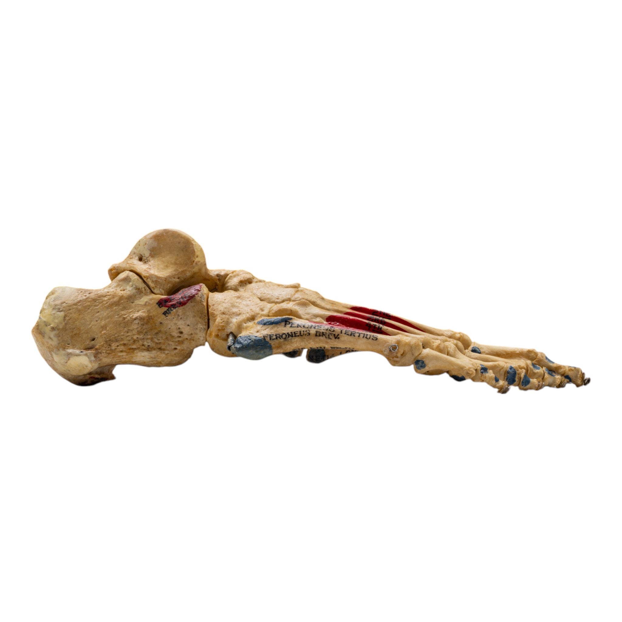 Realistic Articulated Human Right Foot Model - Painted for Medical Training & Anatomy Study | Perfect for Classroom, Lab & Art Reference
