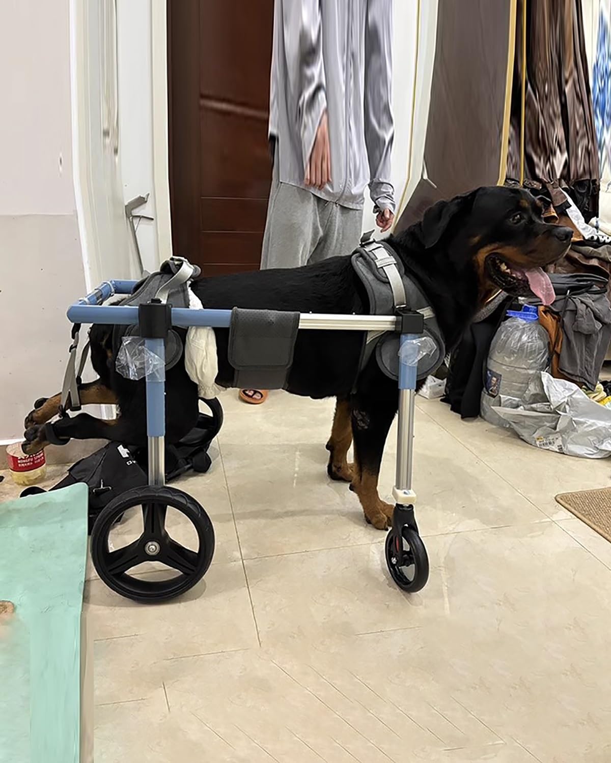 4-Wheel Dog Wheelchair for Disabled Pets - Adjustable Mobility Aid for Small, Medium & Large Dogs, Cats & Rabbits | Dachshund Recovery Cart | Blue Large Size | Perfect for Post-Surgery, Arthritis & Mobility Support