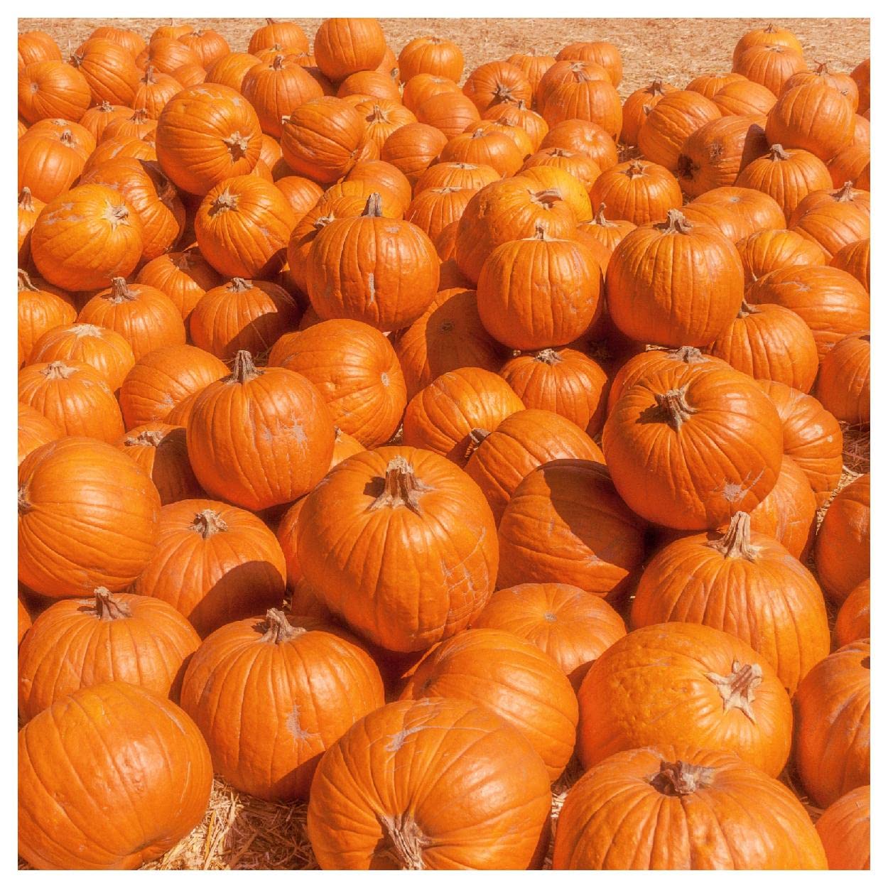 Everwilde Farms - 1/4 Lb Howden's Field Pumpkin Seeds - Non-GMO, Heirloom, High Germination Rate - Perfect for Fall Planting, Halloween Decorations & Pumpkin Patches