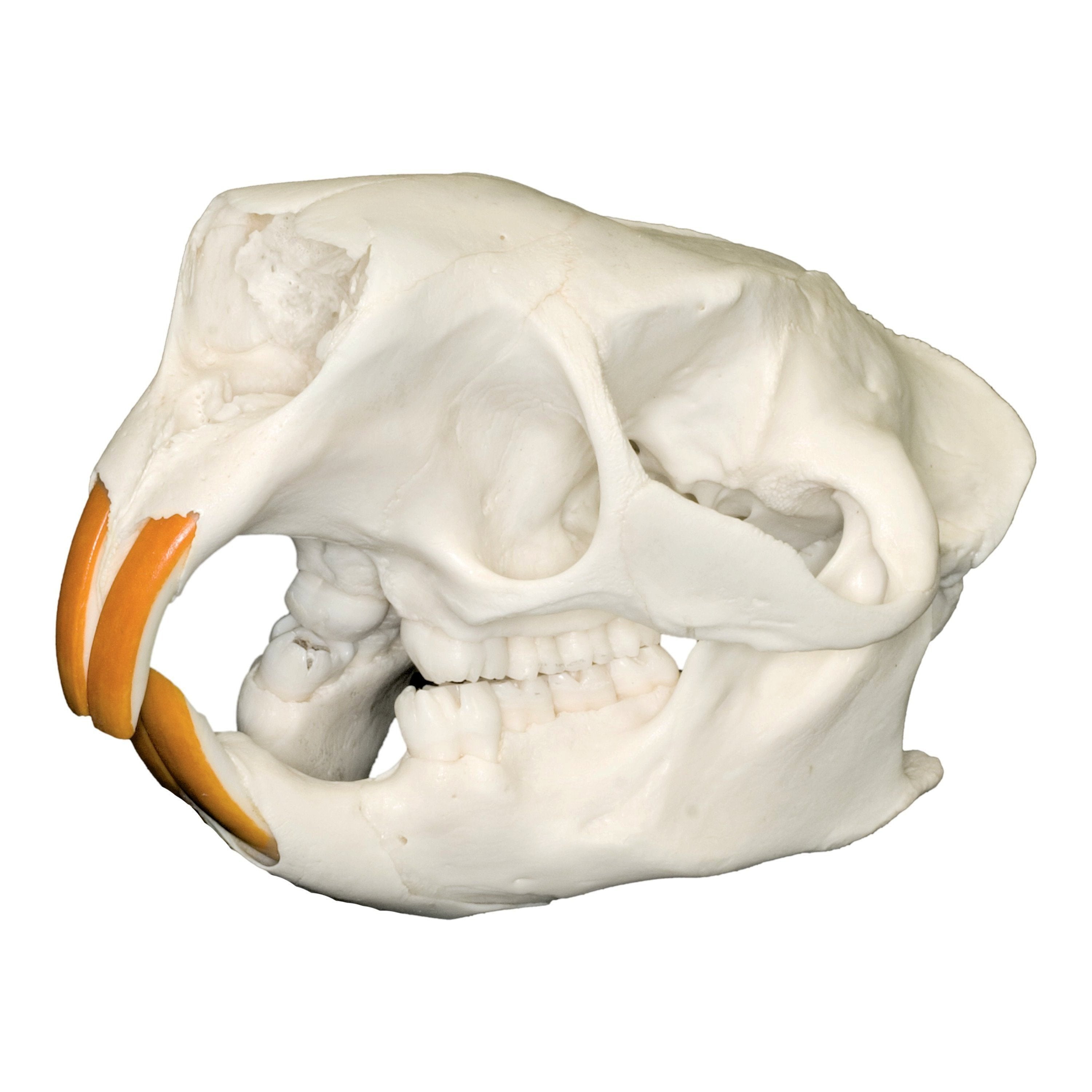 Authentic North American Porcupine Skull - Taxidermy Specimen for Science Education, Oddity Collectors & Home Decor - Perfect for Biology Classrooms, Gothic Decor & Natural History Displays