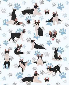 Boston Terrier Dog