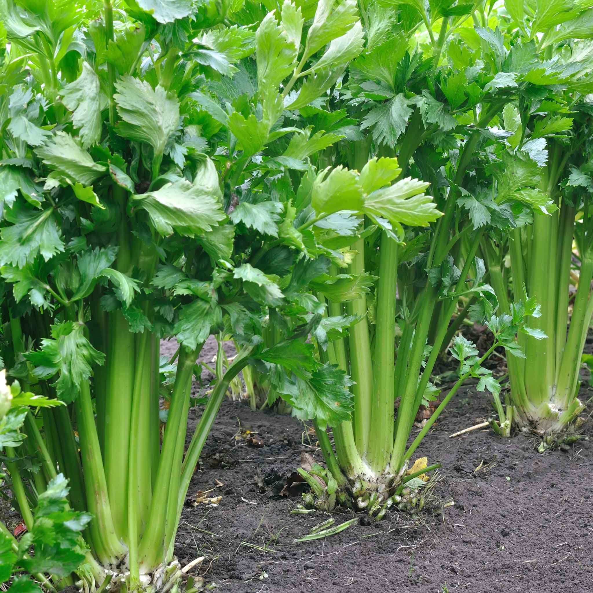 Eden Brothers Celery Seeds - Tall Utah 52-70 Heirloom Non-GMO - Perfect for Home Gardening, Cooking & Pickling